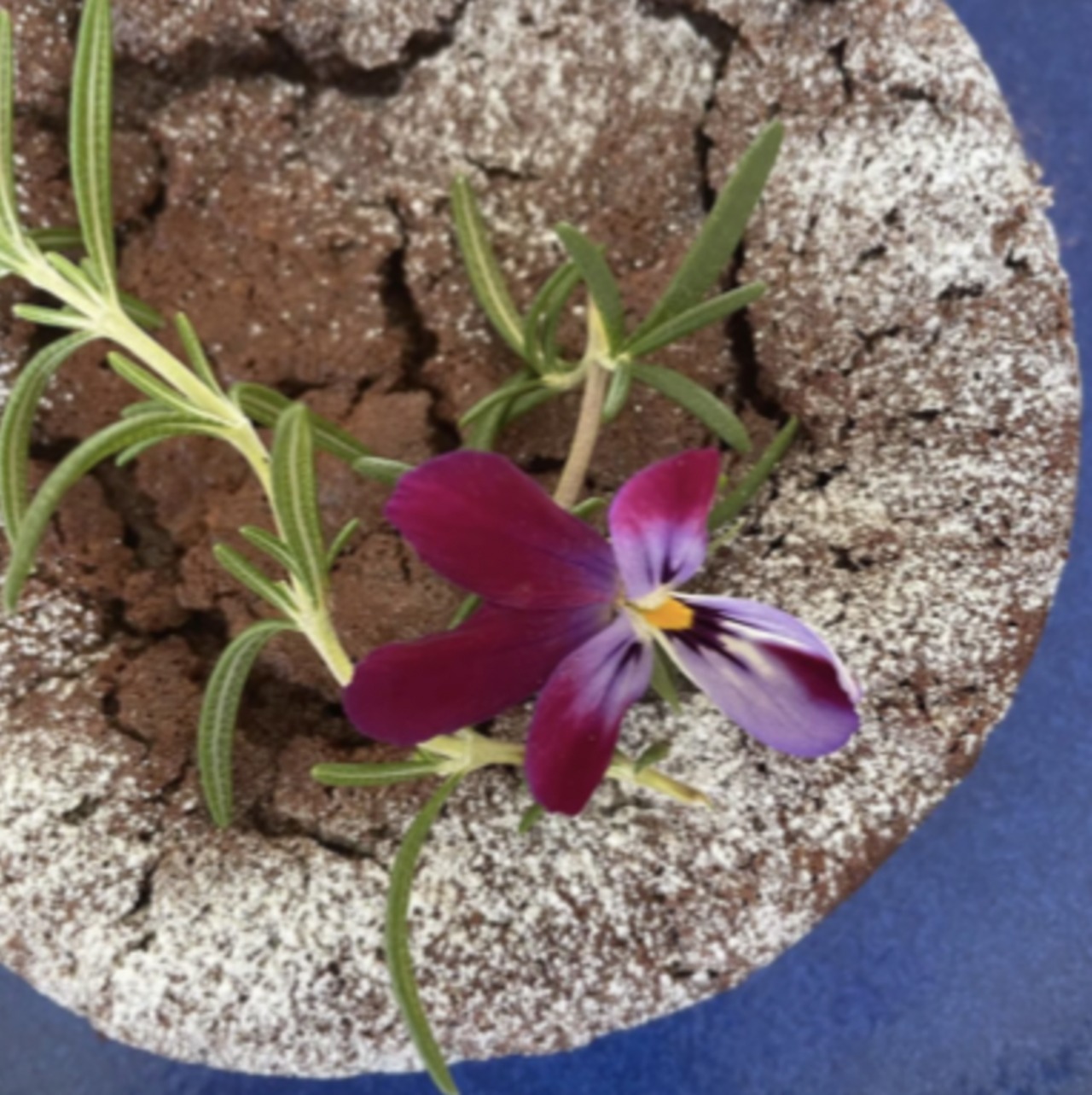 ●VALENTINE'S DAY SPECIAL● オーガニックチョコレートのガトーショコラ -店頭限定-