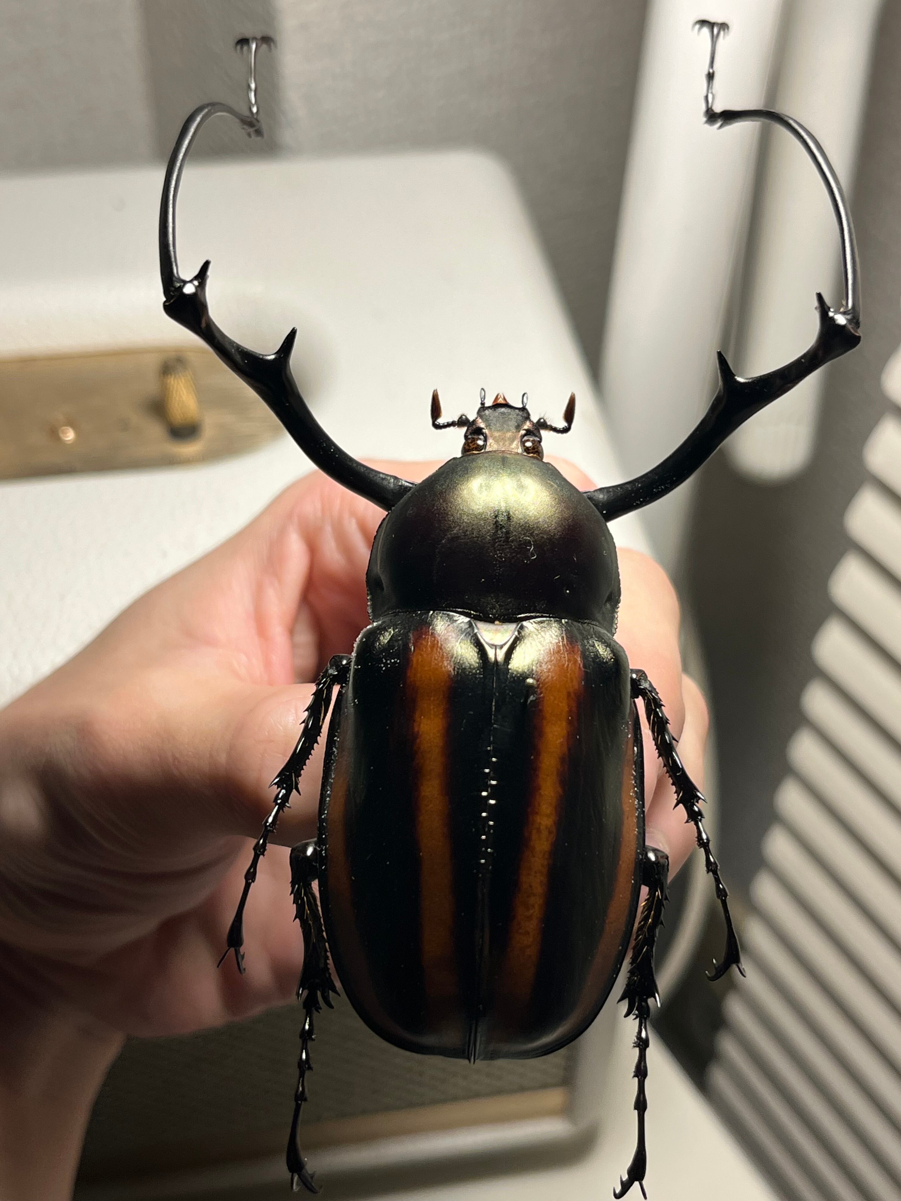 手長黄金最高峰】セスジドウナガテナガコガネ 特大標本 プラチナコガネ