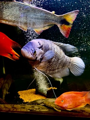 イエローフィン・ジャイアントオスフロネームスグーラミィ❷