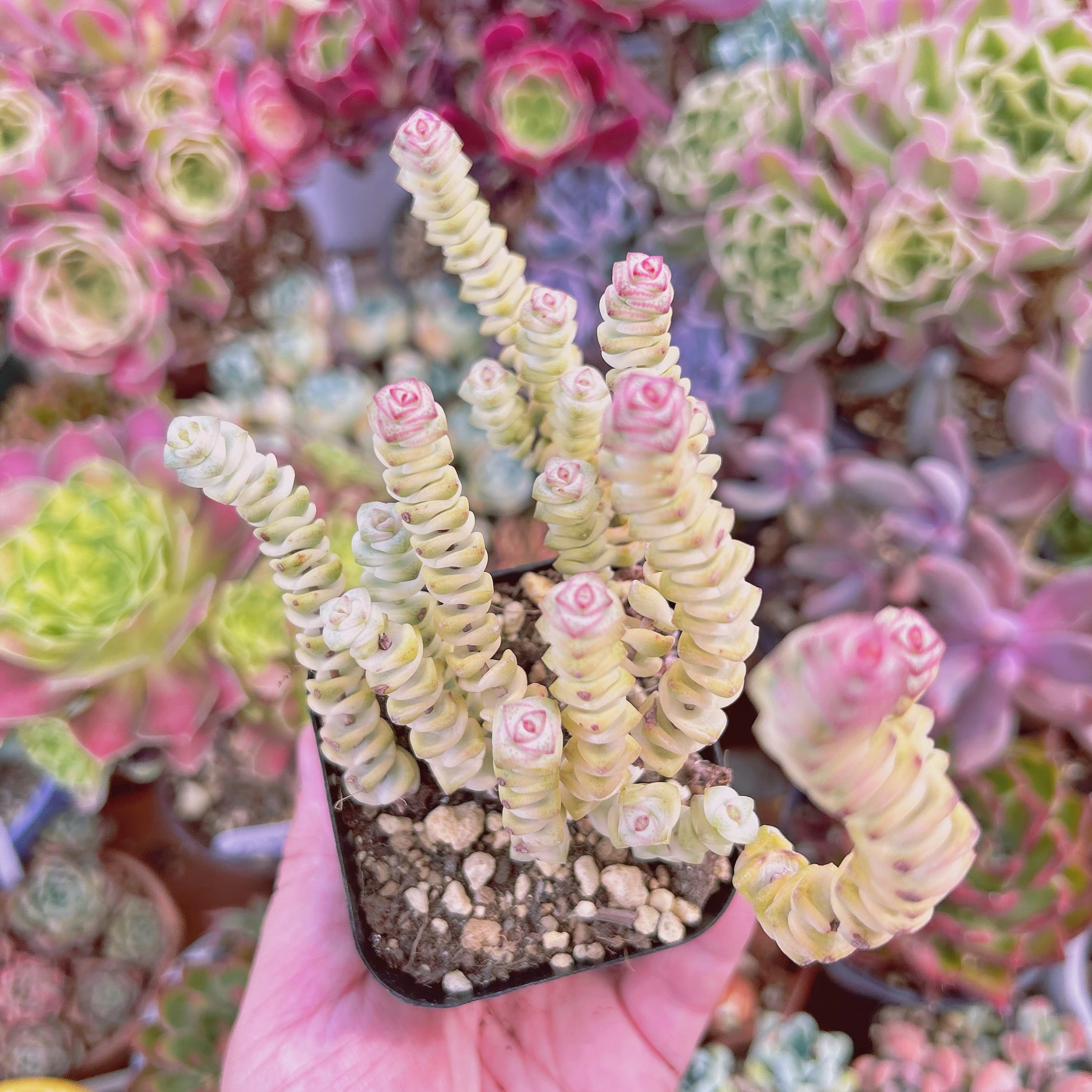 現物　多肉植物　ファンタジー錦　