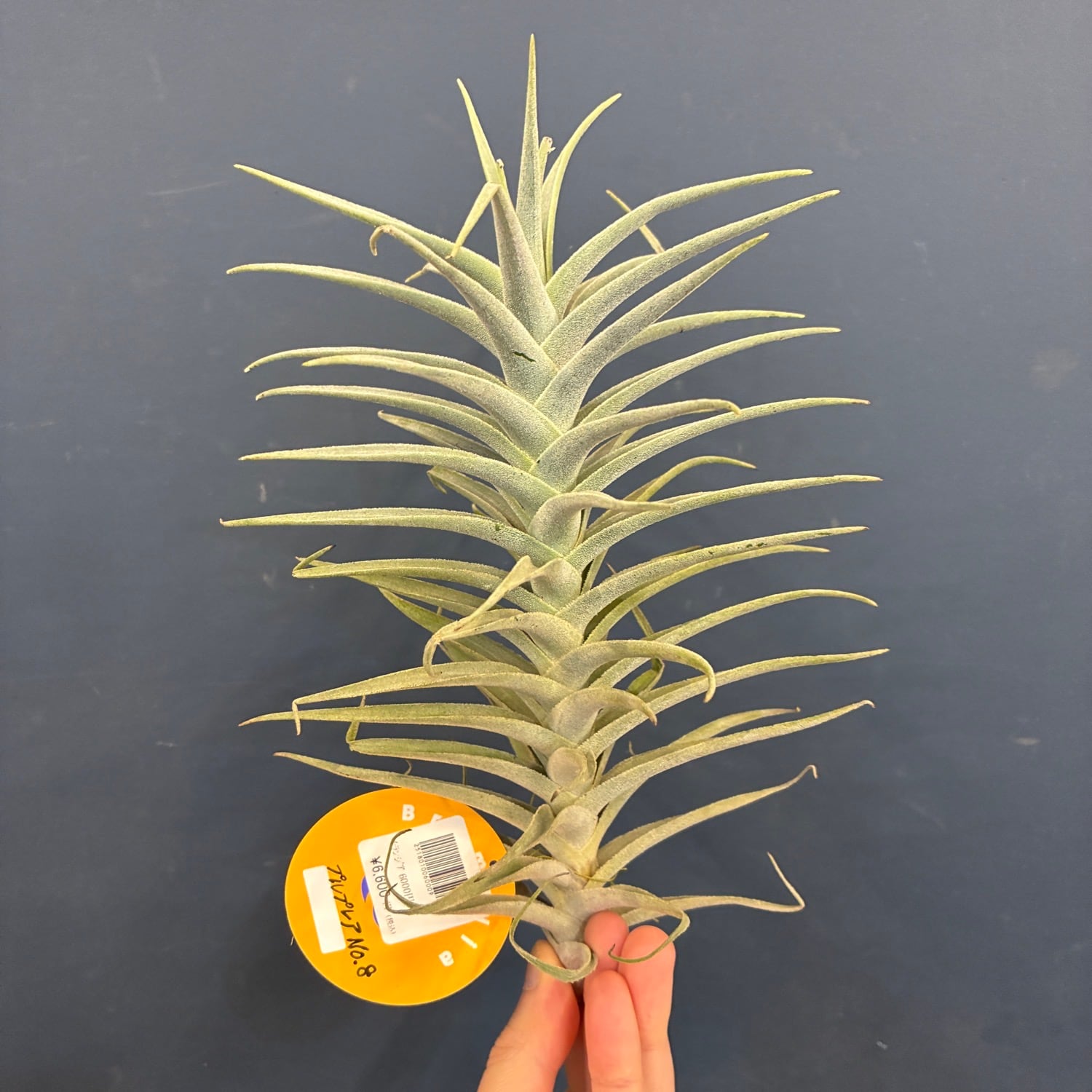 PROTOLEAF プロトリーフ