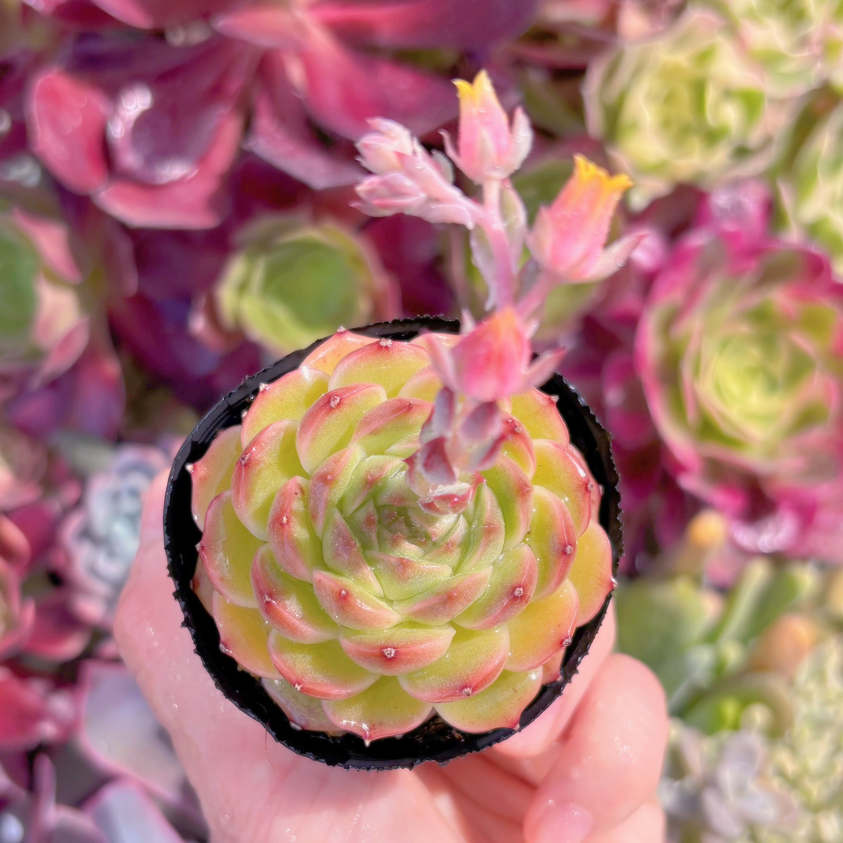 現品　墨玉#621　るる農園