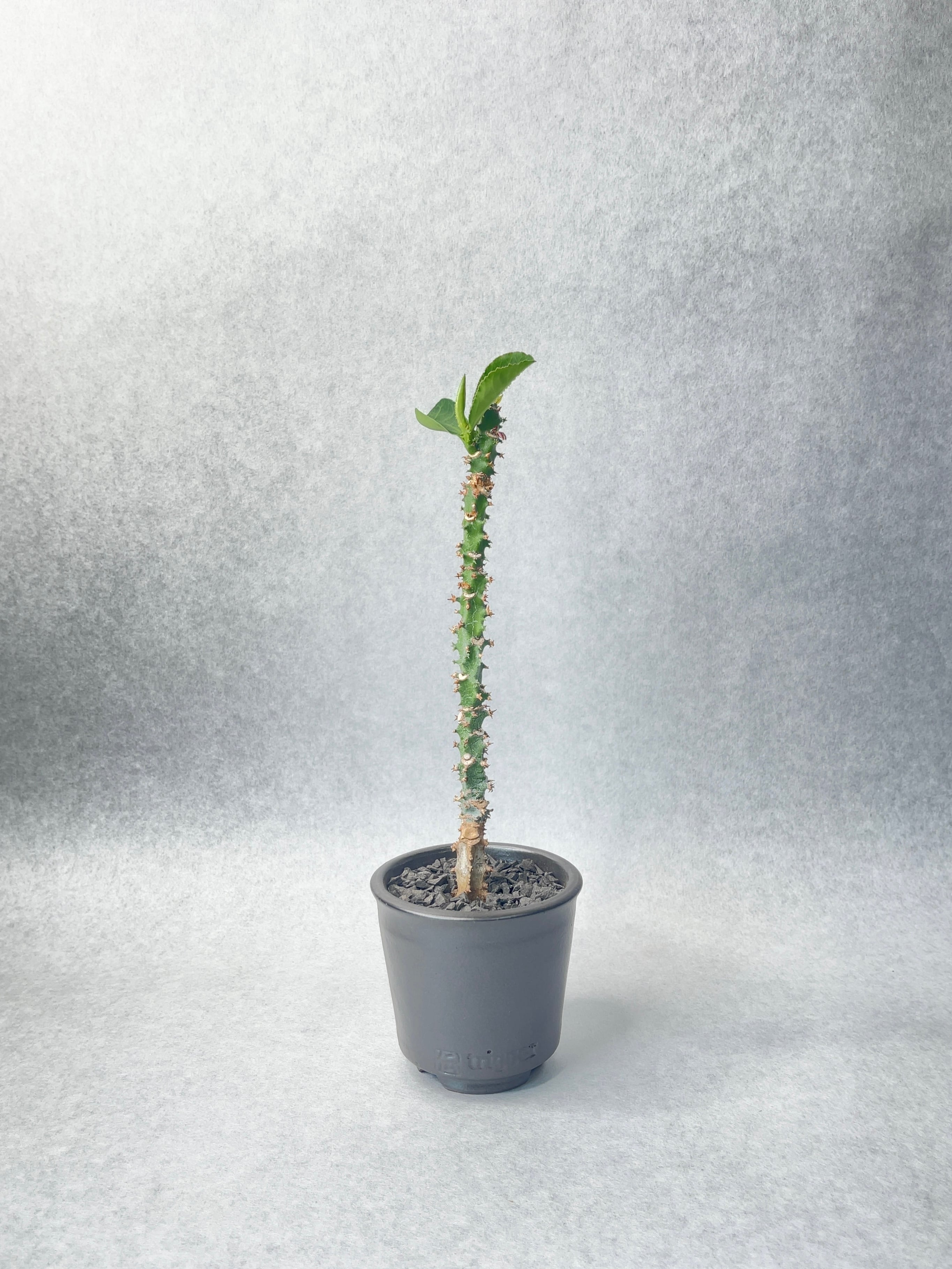 モナデニウム・マグニフィカム | trigger