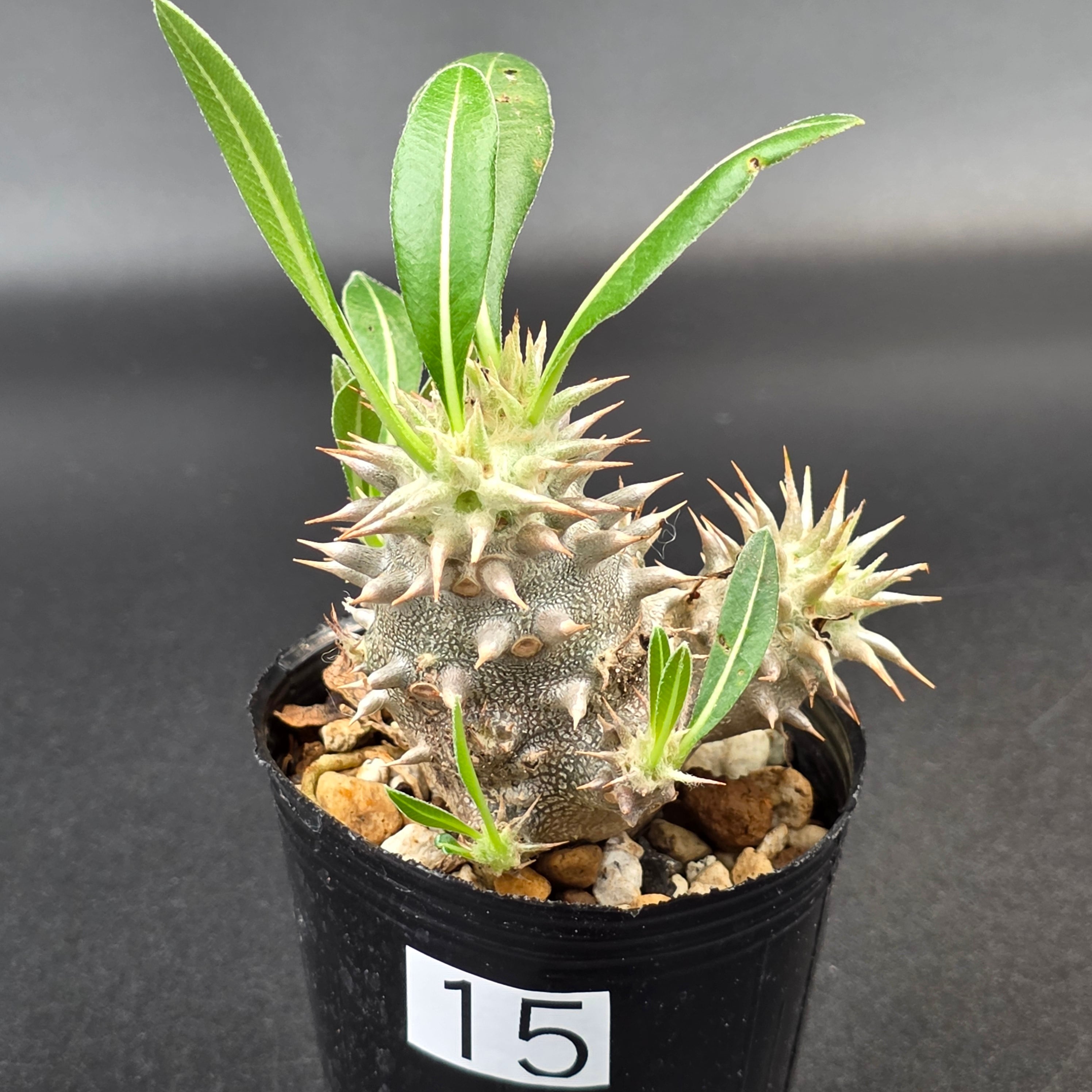 恵比寿大黒 パキポディウム デンシカウレ 実生 | BRIDGE GARDEN