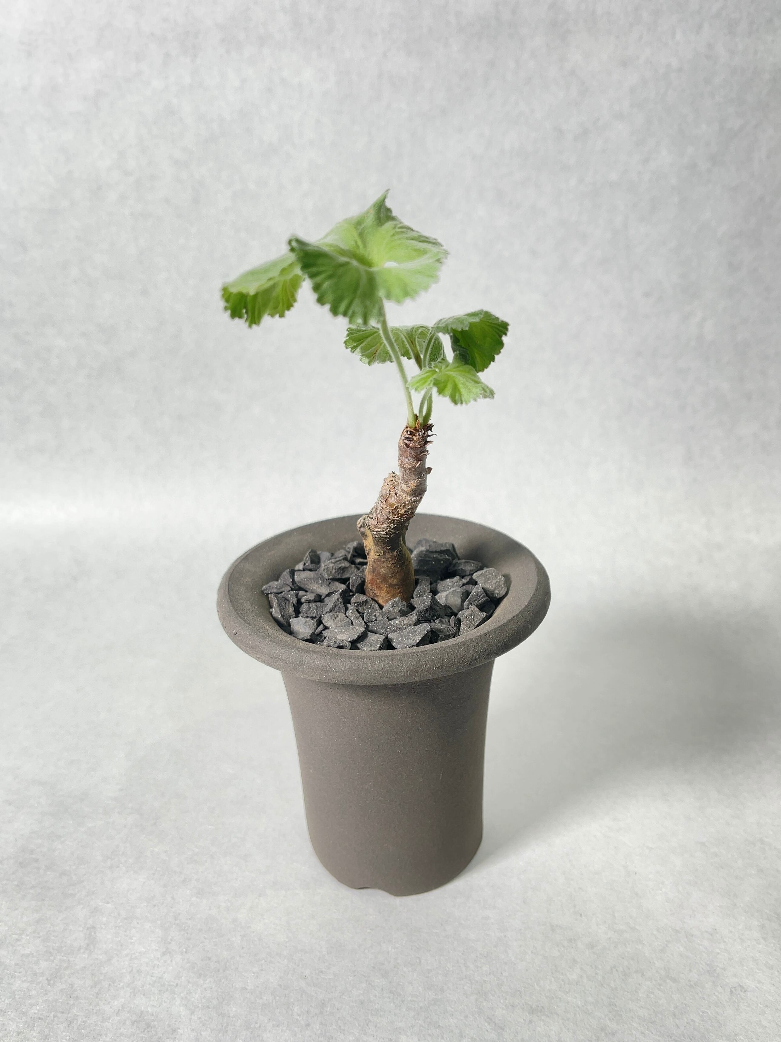 ペラルゴニウム・ミラビレ | trigger