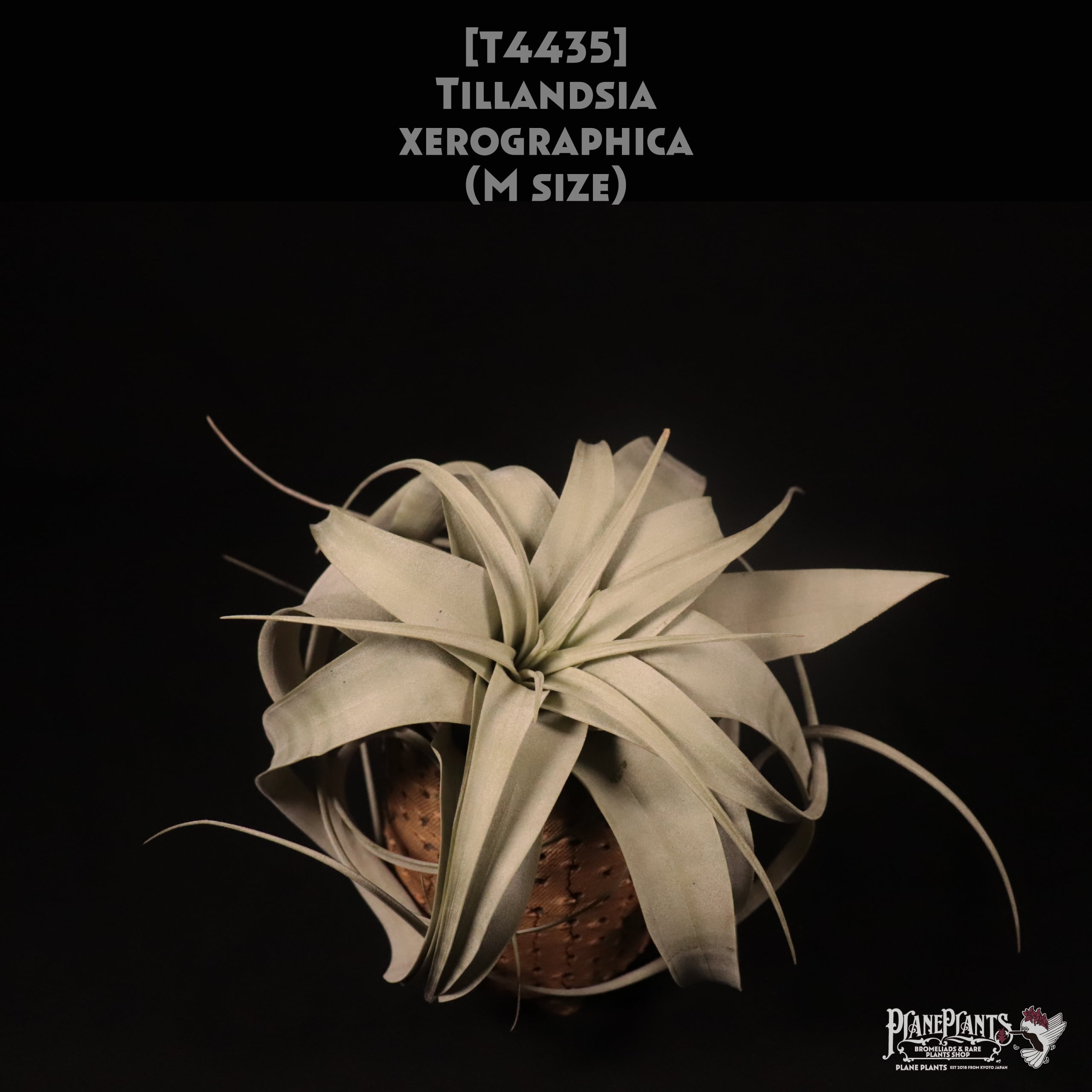 【送料無料】xerographica M〔エアプランツ〕現品発送T4435