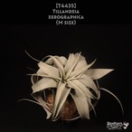 【送料無料】xerographica M〔エアプランツ〕現品発送T4435