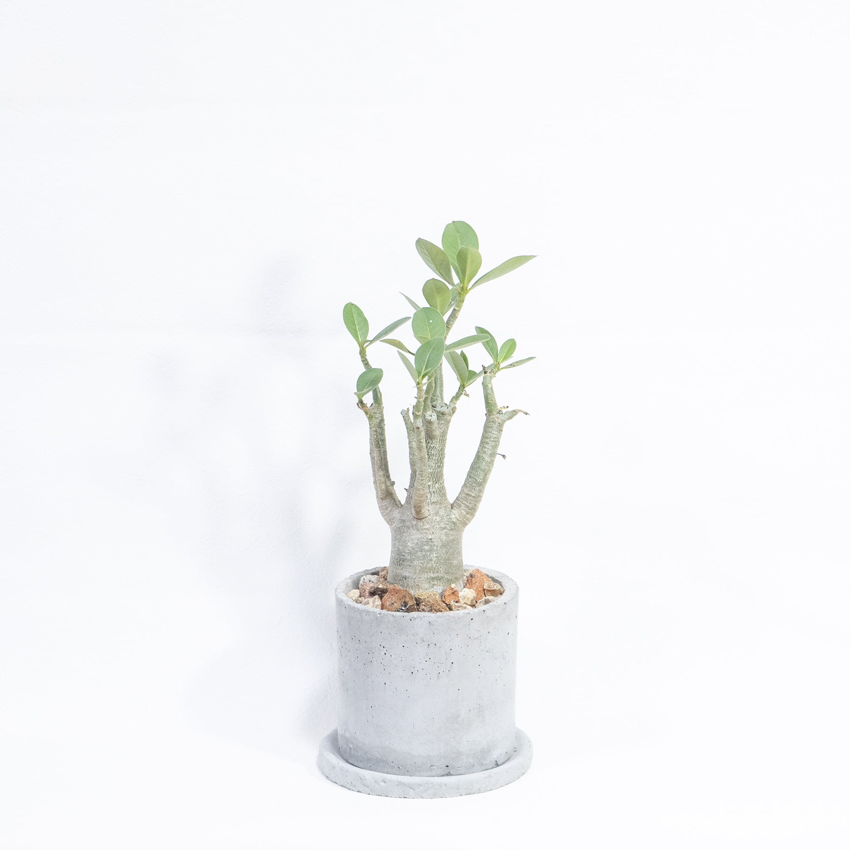 ＼送料無料／≪ 多肉植物 ≫室内管理もオッケーなアデニウムの鉢植え｜シンプルでお部屋を選ばない手作りモルタル鉢