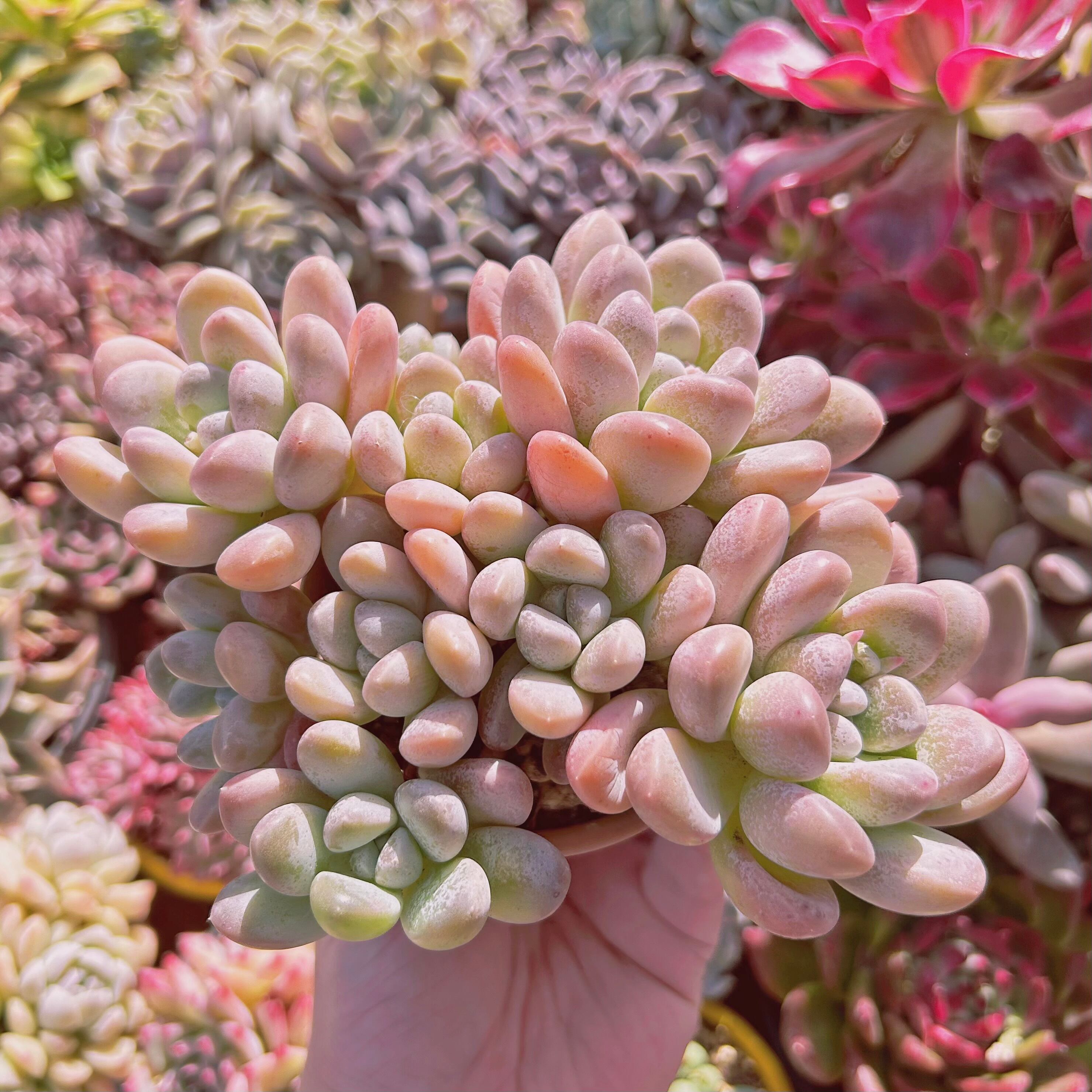 多肉植物　新品種　ホワイトフォンテ　6頭以上　特大