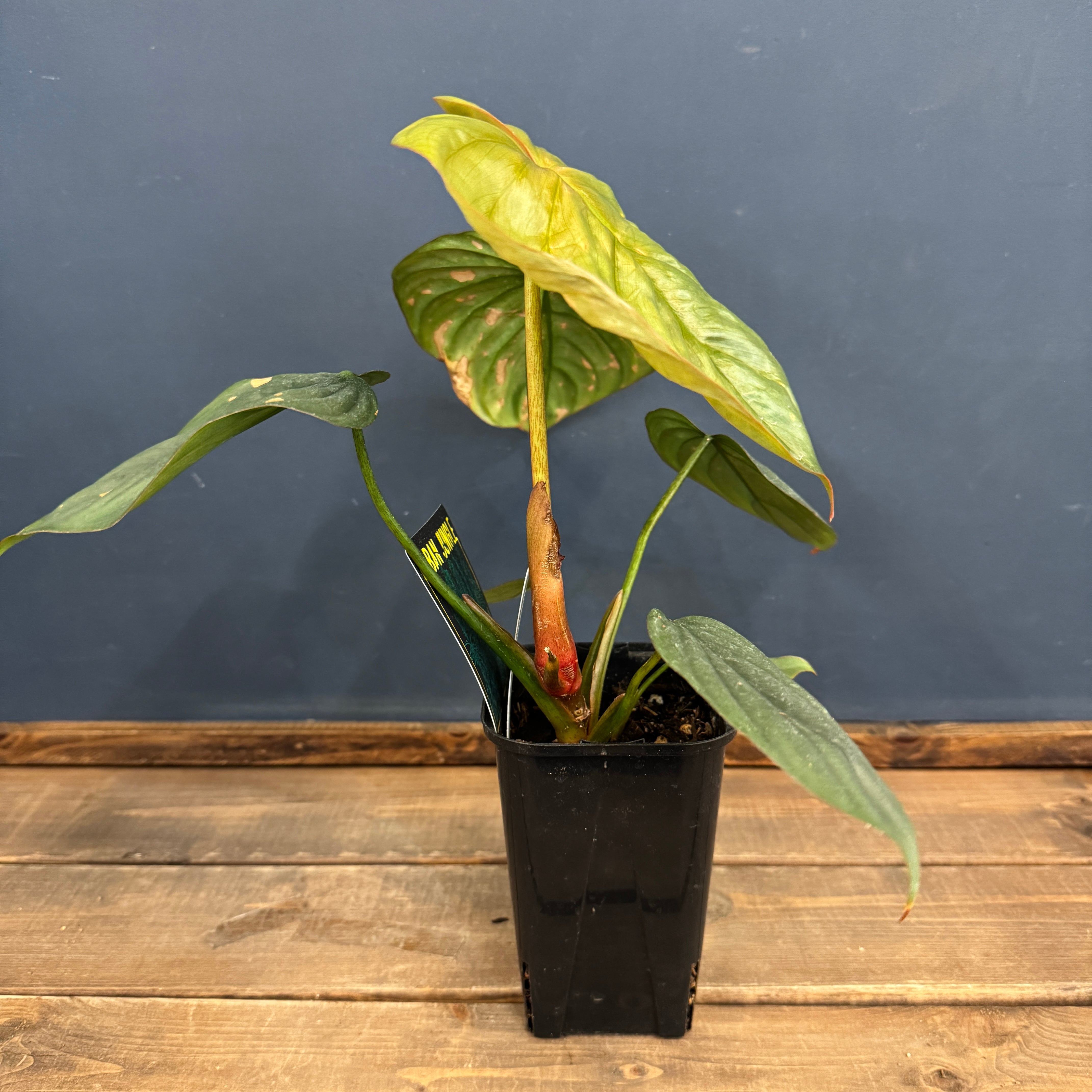 ボディプロテン　ボディプロストロング Philodendron sp. 69686 フィロデンドロン 69686 🔋 標本番号が