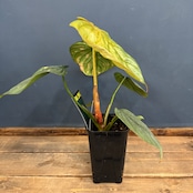 【クリアランス】フィロデンドロン sp コロンビア【266】