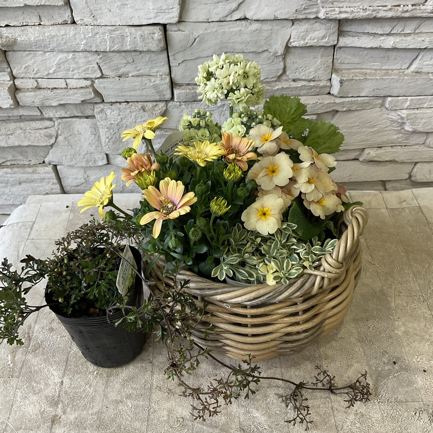 寄せ植え | 橋本種苗園