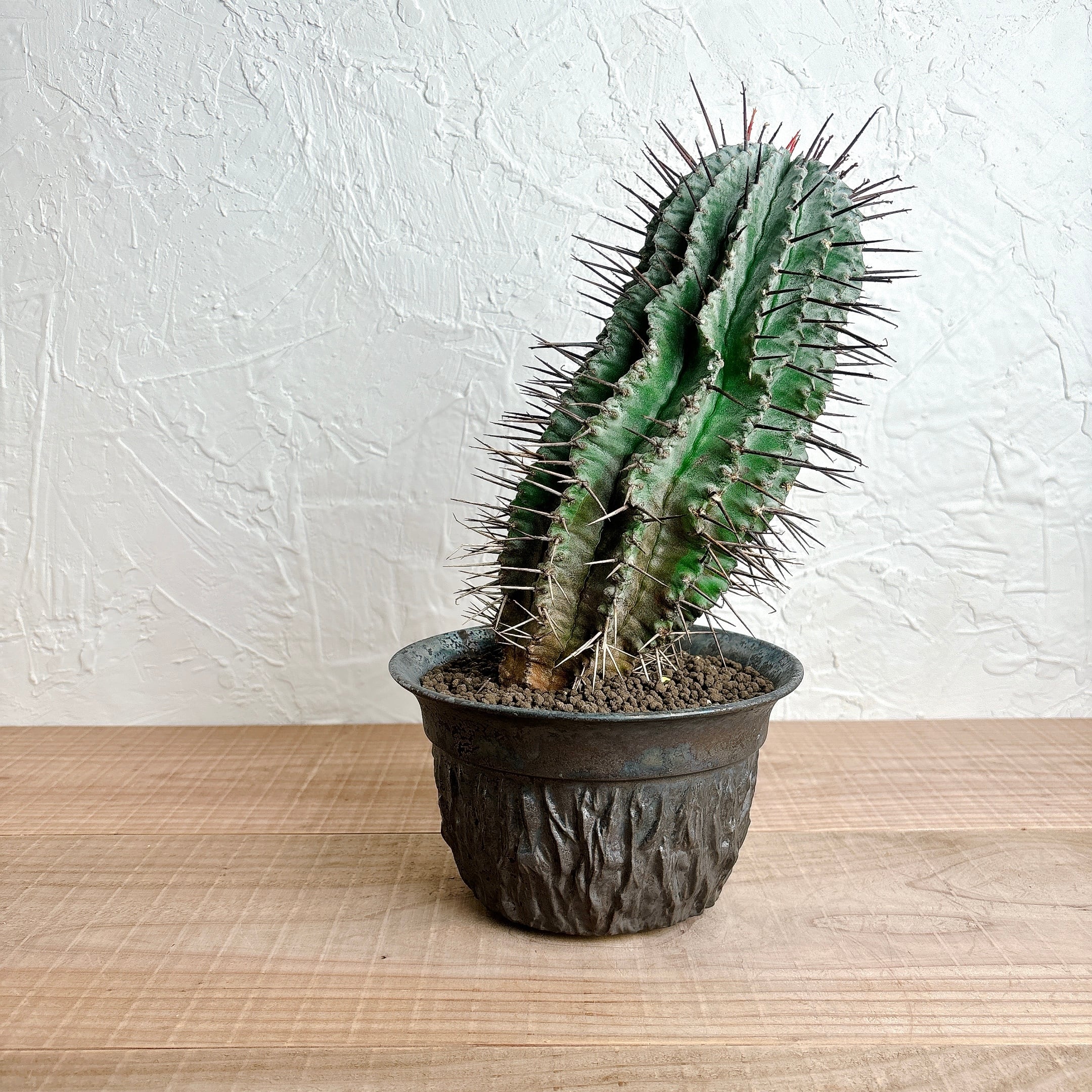 ユーフォルビア ホリダ | yu25plants