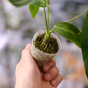 アンスリウム ワロクアーナム / Anthurium Warocqueanum⑱ / 観葉植物<育て方・花言葉>