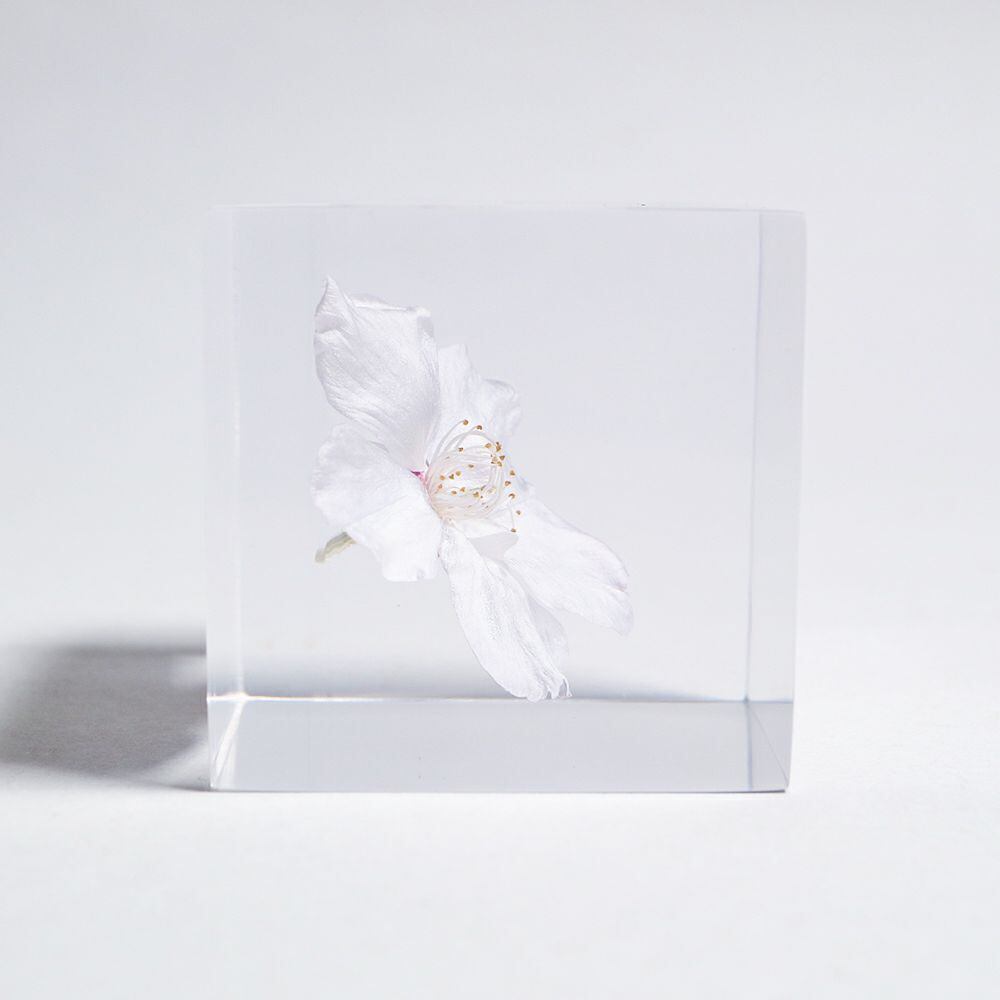 Sola cube ソメイヨシノ | docketstore