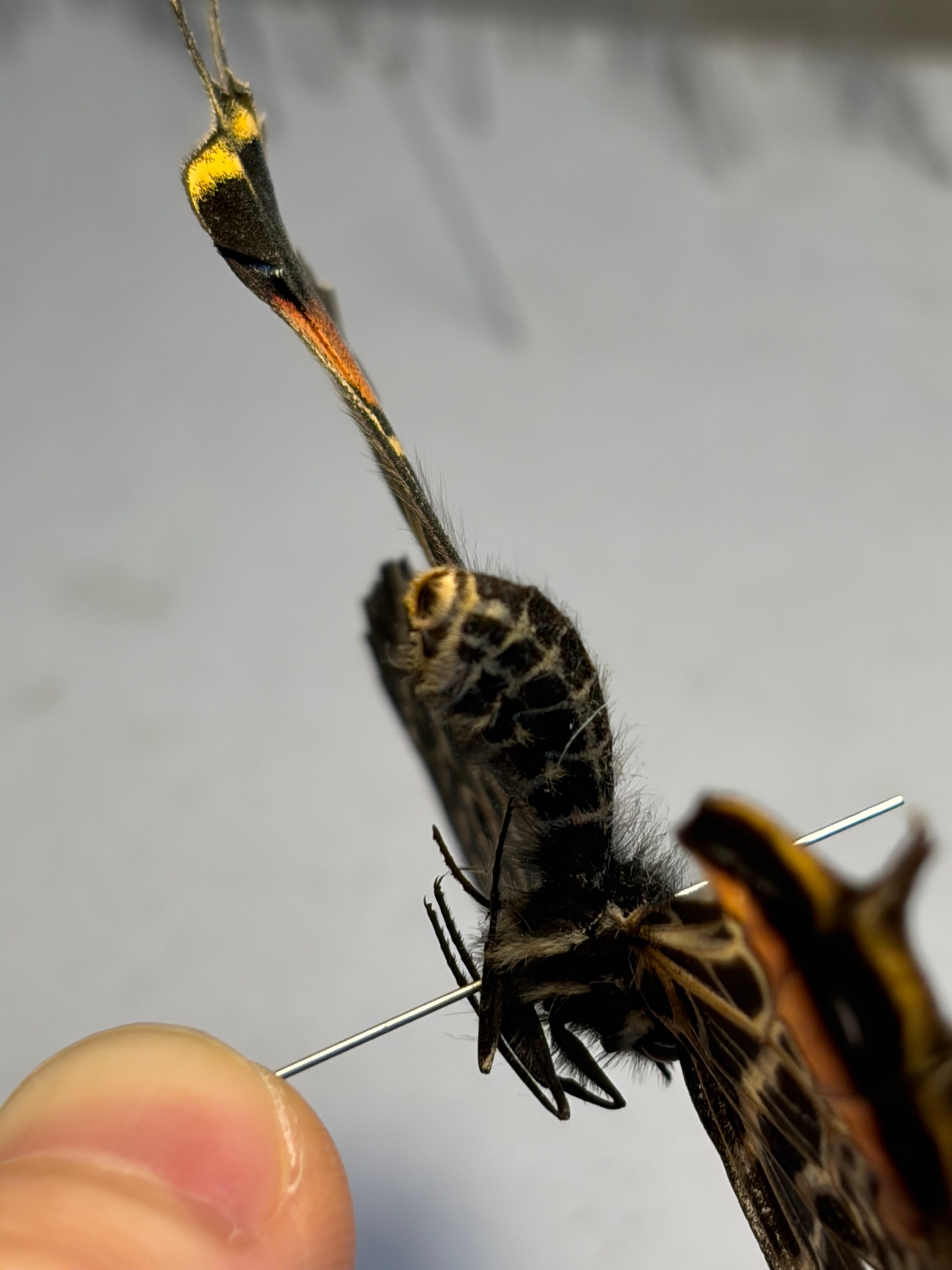 巨大C品】シボリアゲハ モルフォ蝶 蛾ピカソモスモルフォチョウMorpho