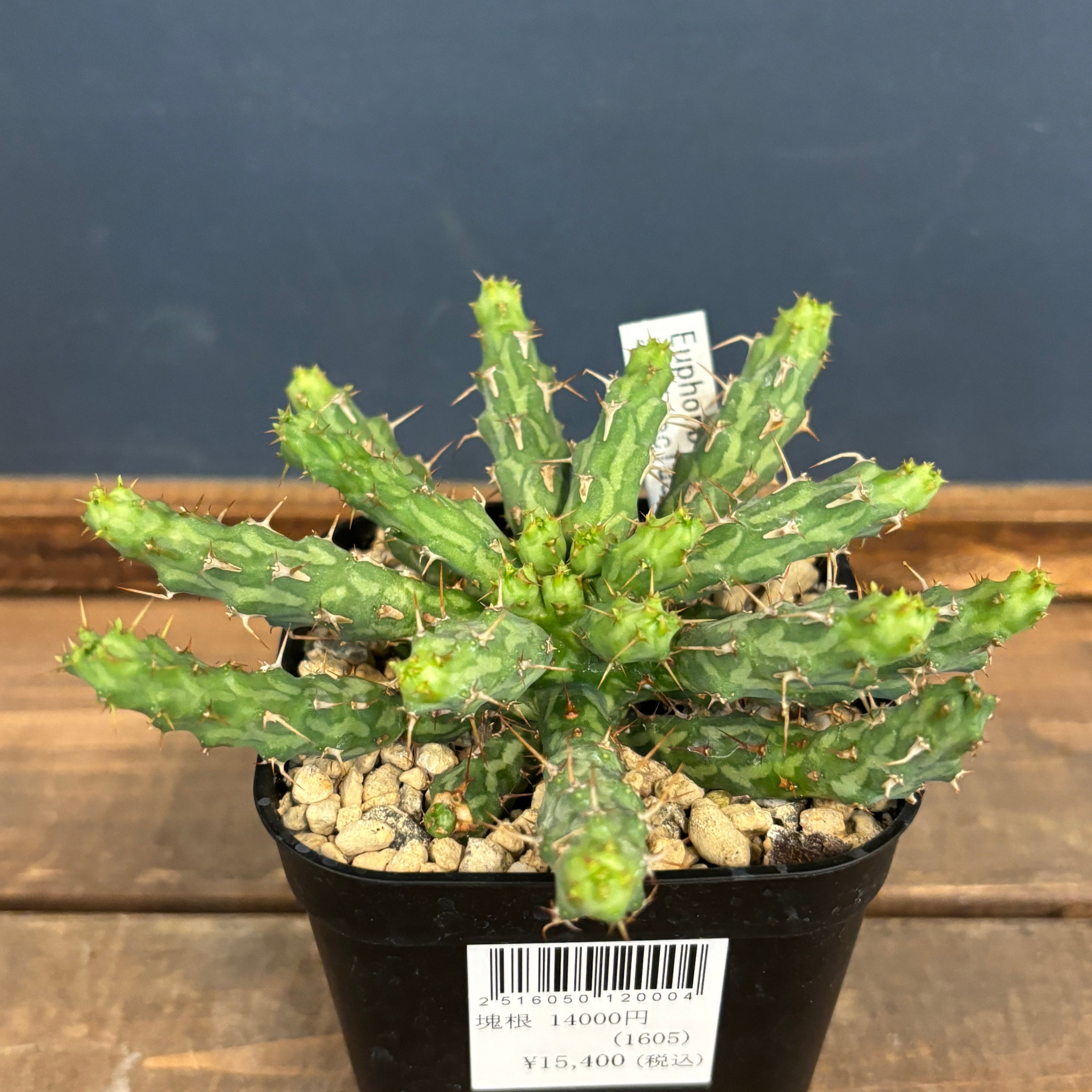 ユーフォルビア、その他多肉 | PROTOLEAF プロトリーフ