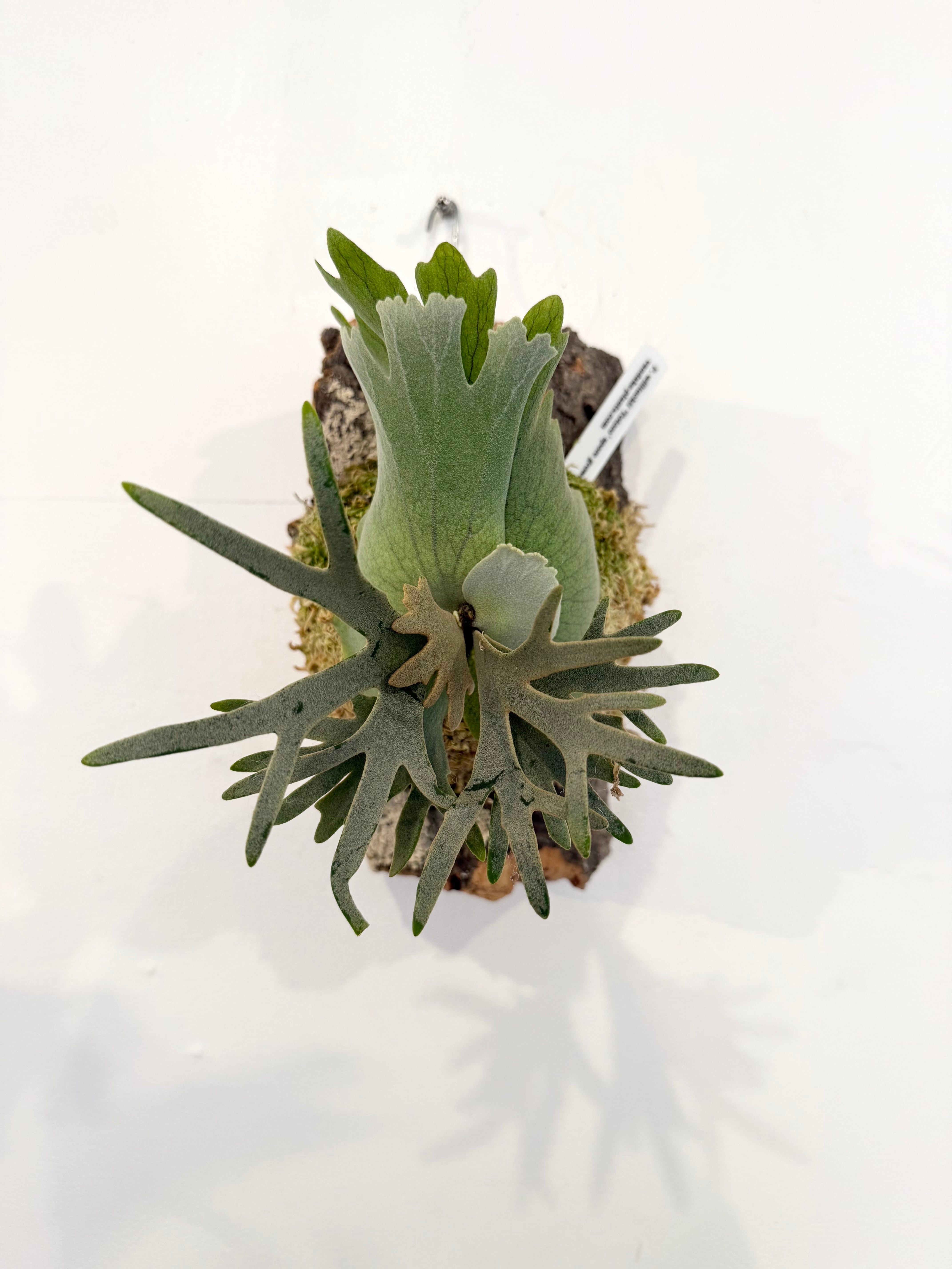 Platycerium_ビカクシダ | vandaka plants