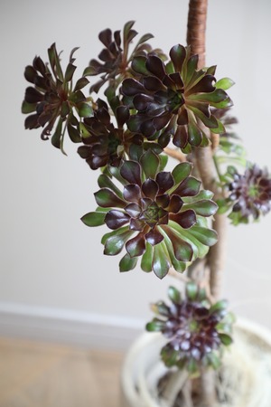 【L/101cm】サンシモン/Aeonium arboreum