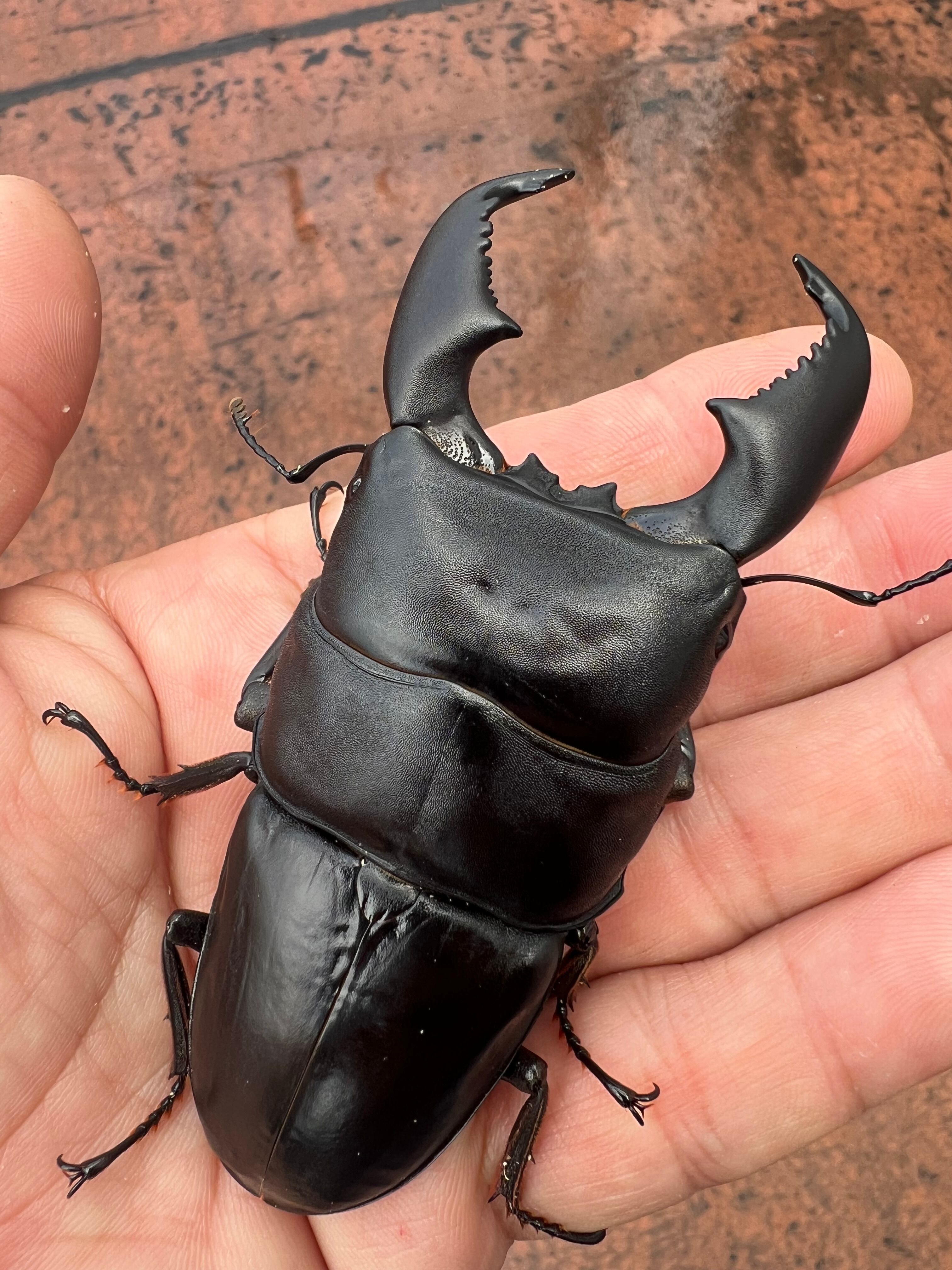 スマトラオオヒラタ（大型血統）♂♀ペア。