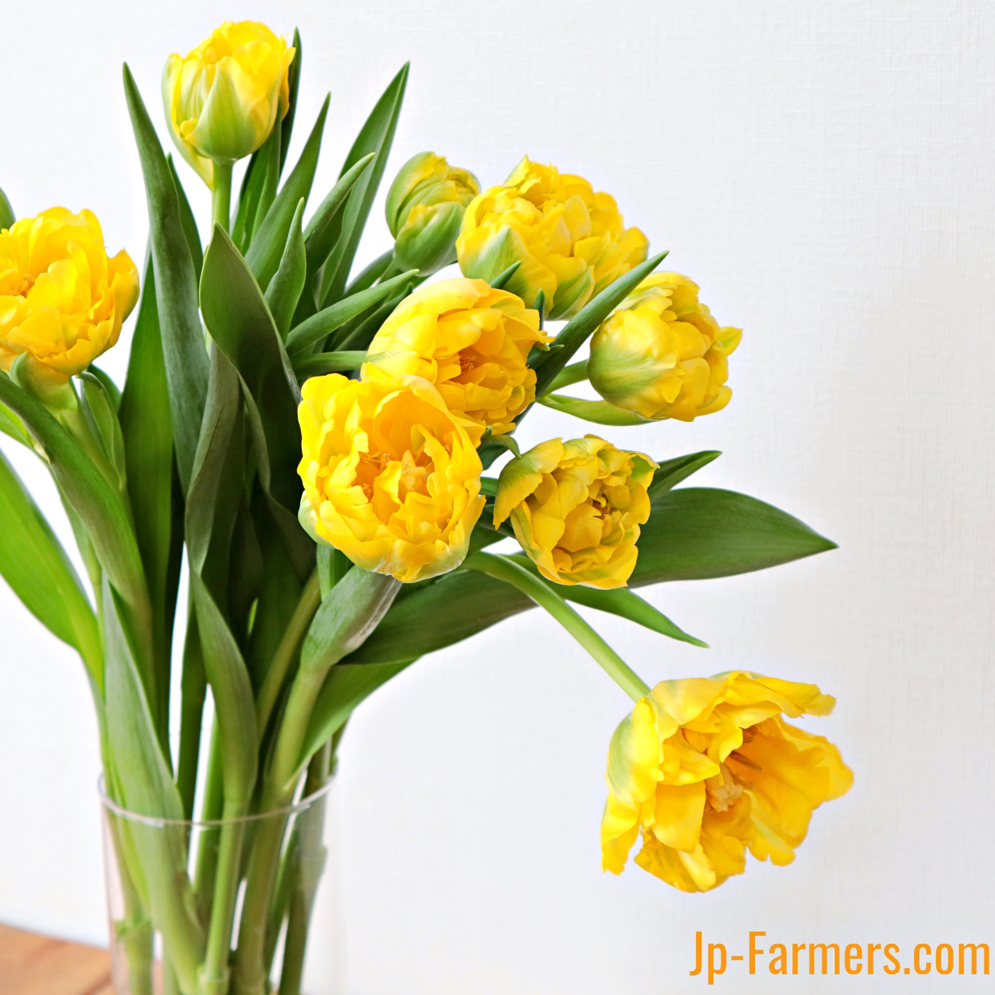 オレンジ・黄色・クリーム系 | 新鮮お花問屋 Jp-Farmers.com