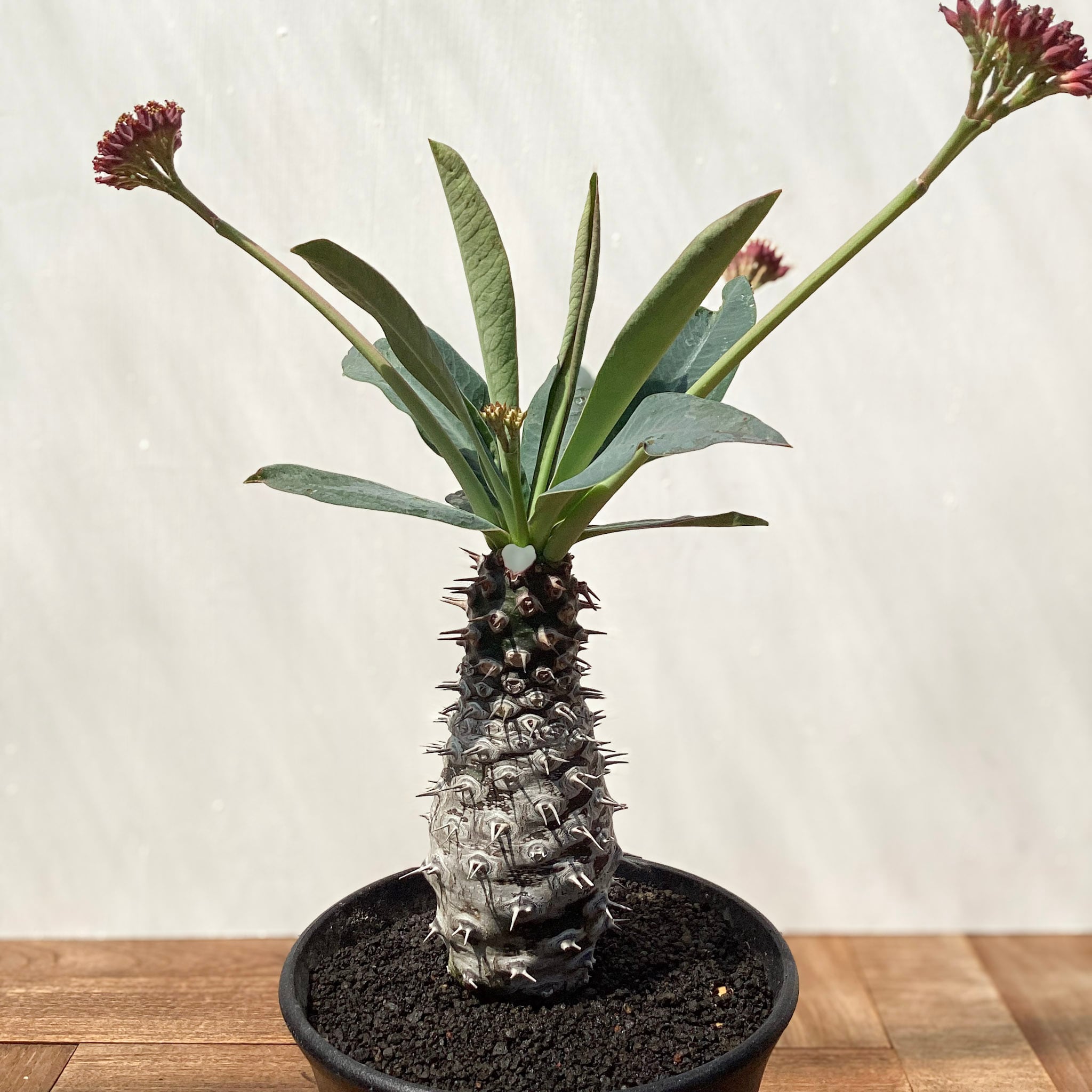 Euphorbia pachypodioides【ユーフォルビア・パキポディオイデス