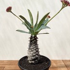 Euphorbia pachypodioides【ユーフォルビア・パキポディオイデス】