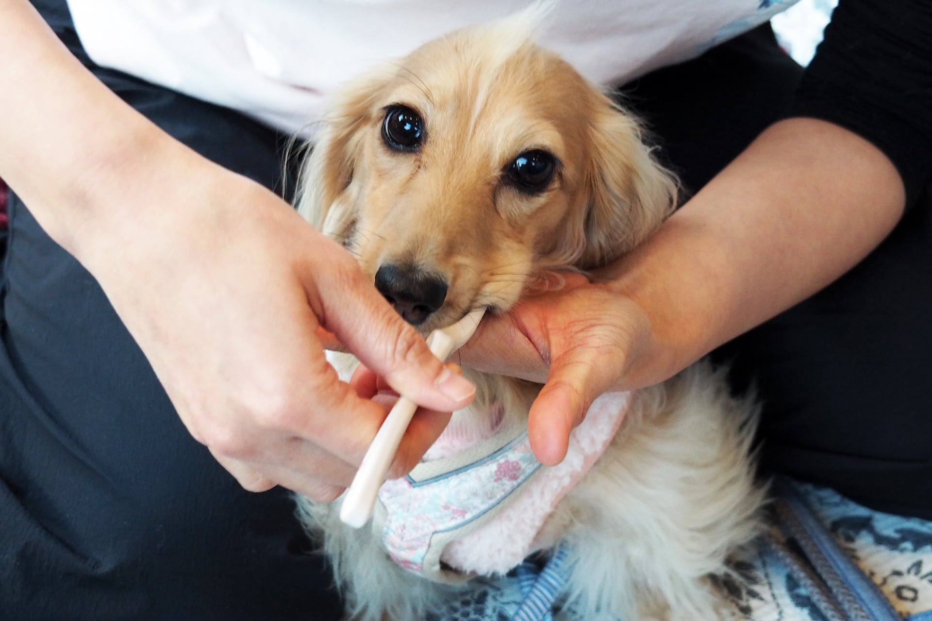 オーラバイオブラシ ラージ カフェラテ（歯科衛生士推奨） | BYRON公式