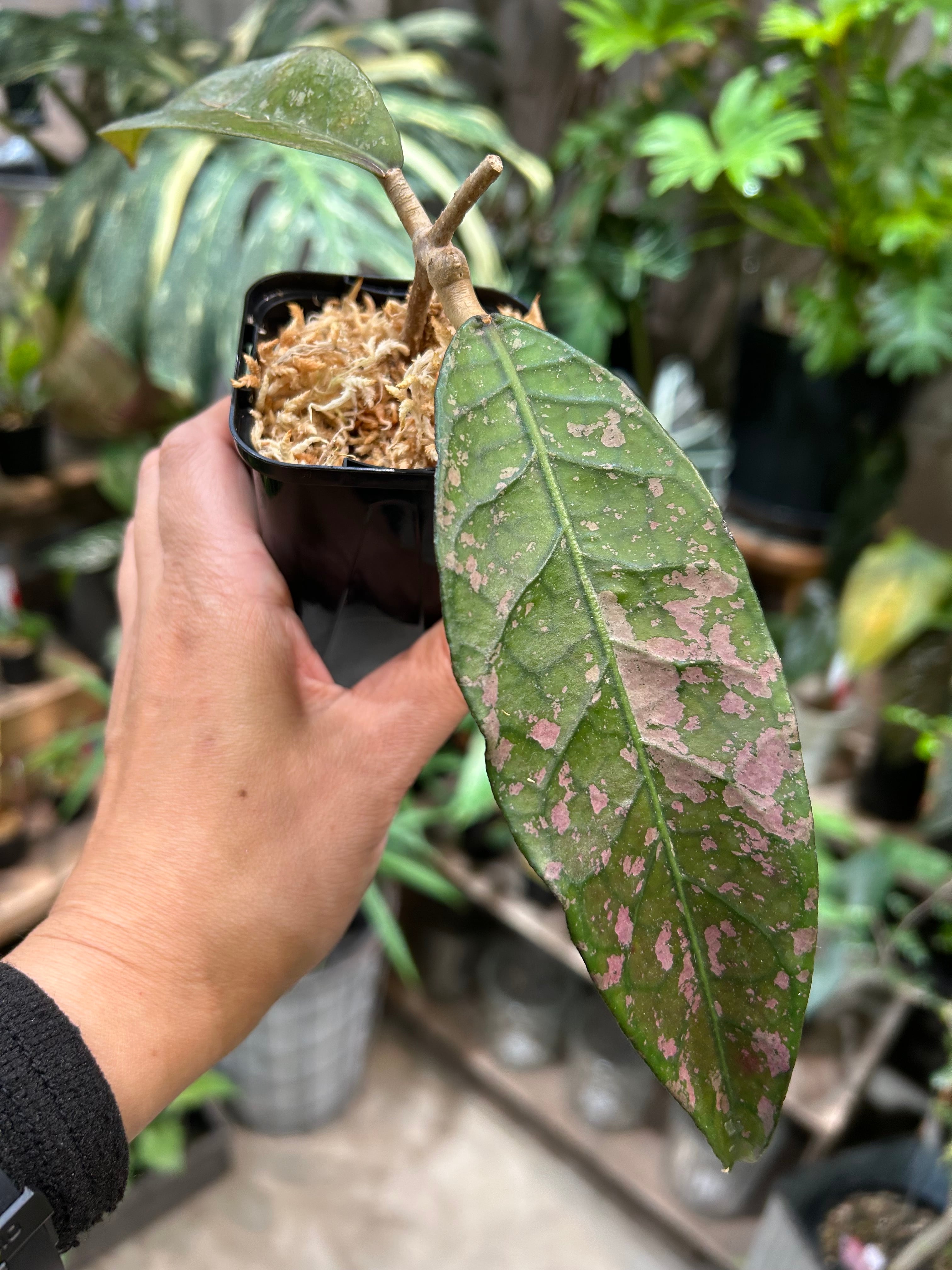 ホヤ グヌンガディン ゴースト | MIDORIYA 観葉植物専門店