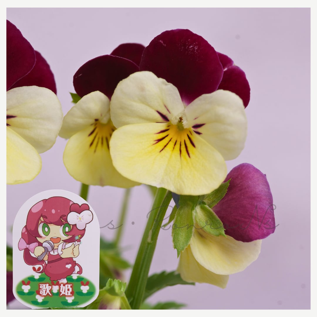 見元園芸オリジナルビオラ:歌姫(3.5号)見元園芸 ビオラ レア 紅白 丸弁タイプ メルヘン