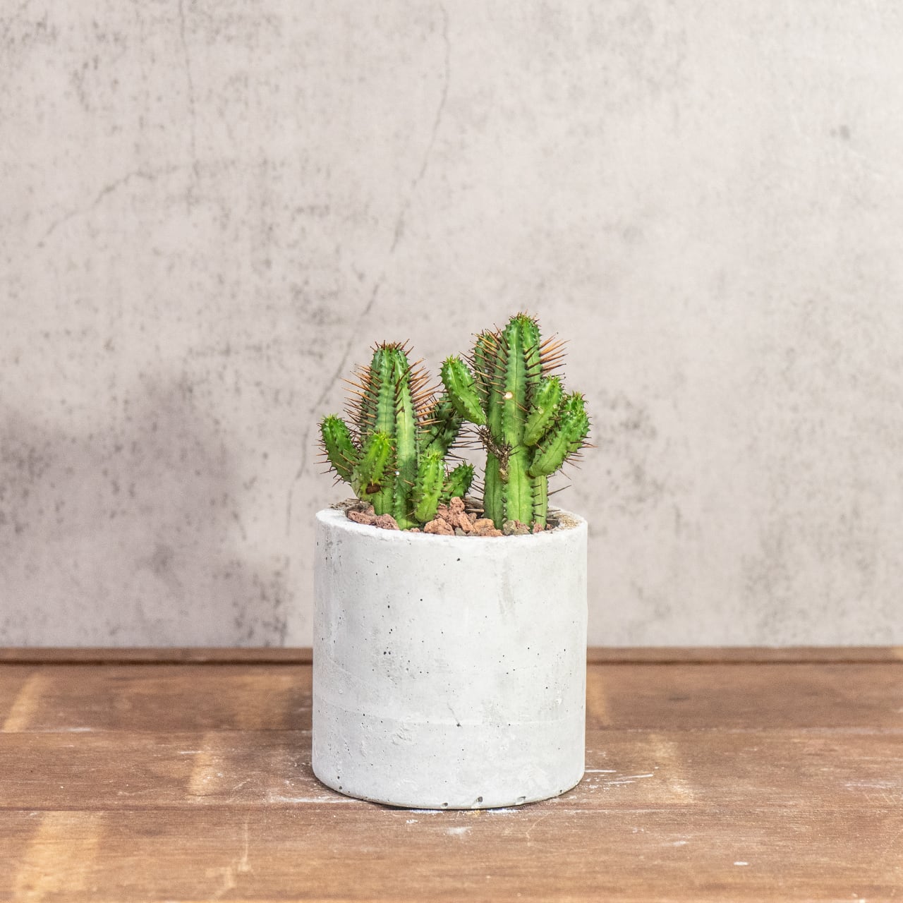 紅彩閣（ユーフォルビア・エノプラ）｜赤棘と柱状フォルムが魅力のスタイリッシュ多肉【手作りモルタル鉢】