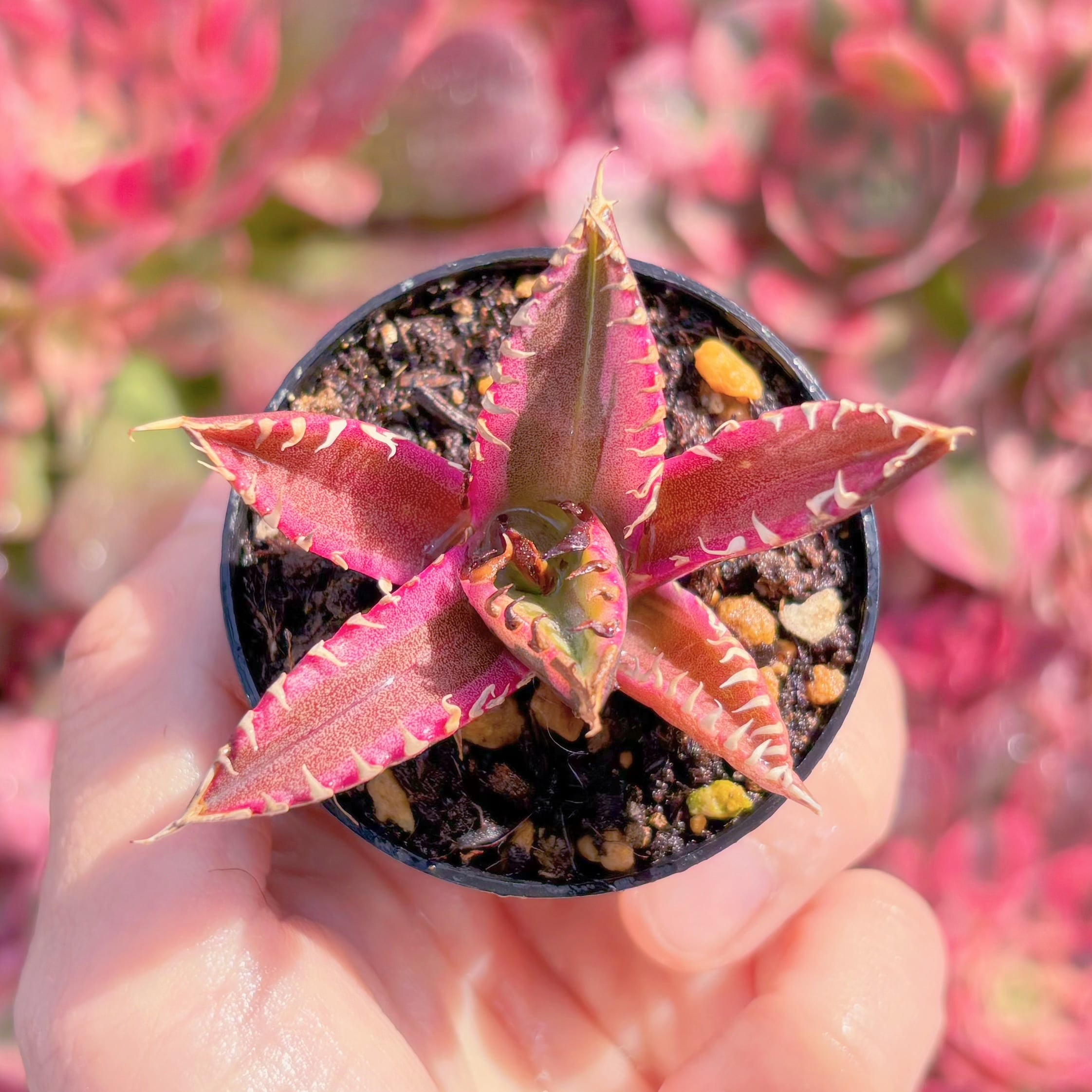 現品　アガベ　紅猫錦レッド・キャットウィーズル#888　新入荷　希少　るる農園