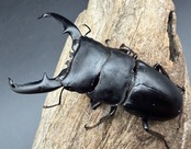 【WD】《パラワンオオヒラタ ガントン産 88.5mm ペア》