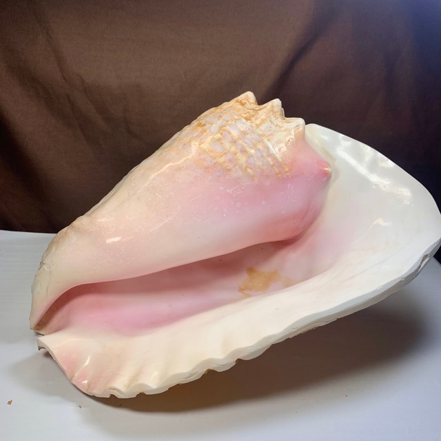 2.クイーンコンクシェル貝母・貝殻