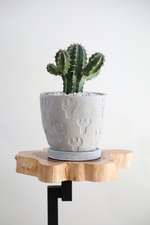 【S】大正キリン/Euphorbia　※陶器鉢付き