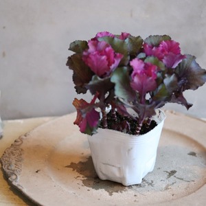 ハボタンお正月の寄せ植え　縁起物　フリルが入るハボタン