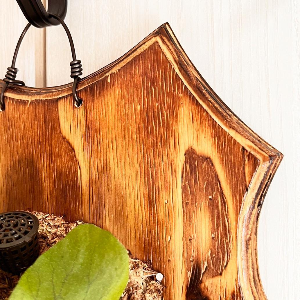 ビカクシダ ステマリア 板付【観葉植物 室内 コウモリラン