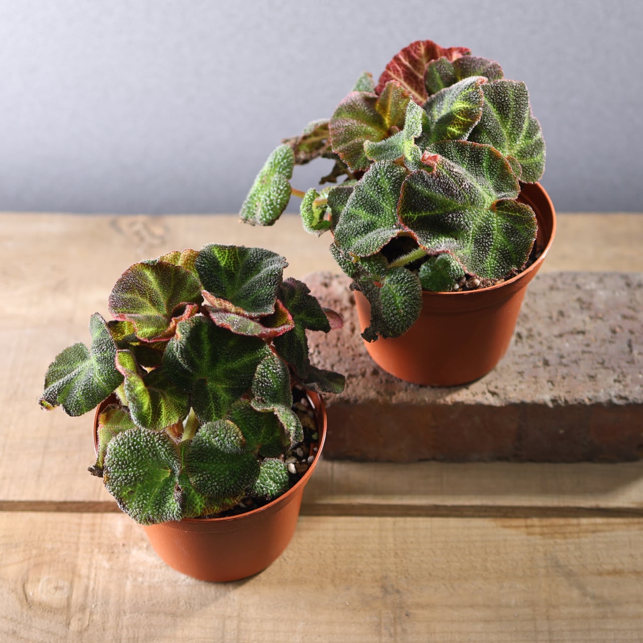 574『ベゴニア ソリムタータ』観葉植物【送料無料】 | MARX PLANTS
