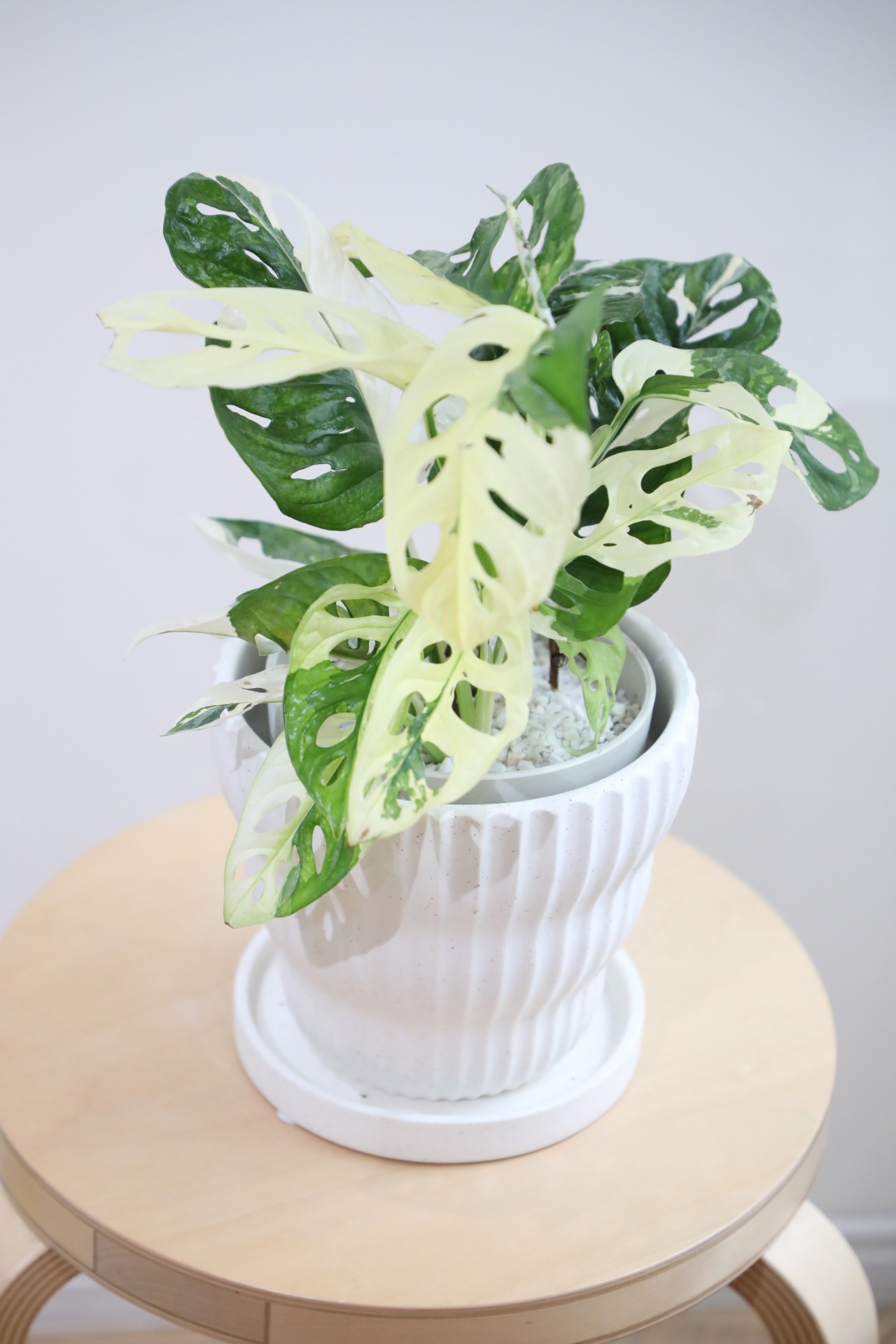 【希少】【M】マドカズラ バリエガータ/Monstera adansonii
