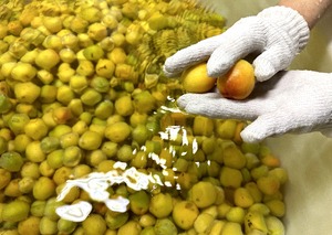 【まちスパチャプロジェクト：川口市】はちみつ梅酒飲み比べセット