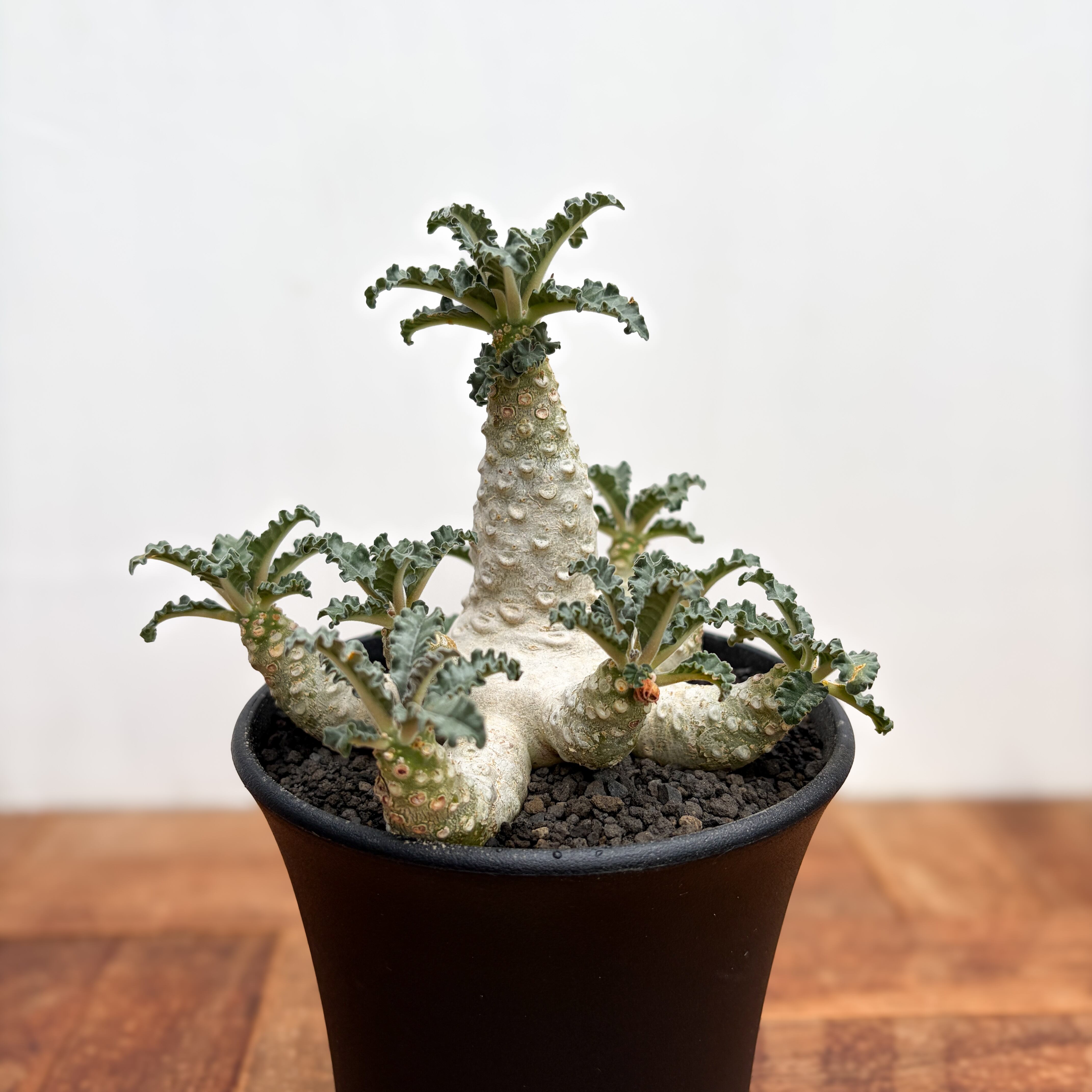 Pseudolithos migiurtinus 【プセウドリトス・ミギウルティヌス・実生