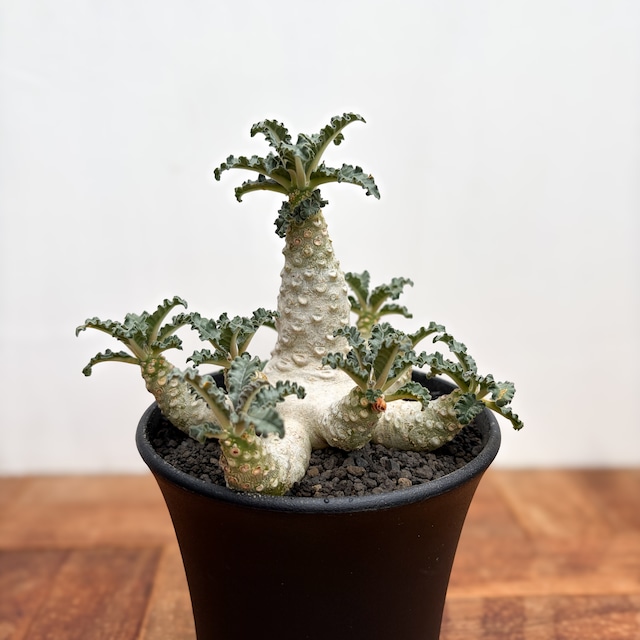 Dorstenia lavrani【ドルステニア・ラブラニー】