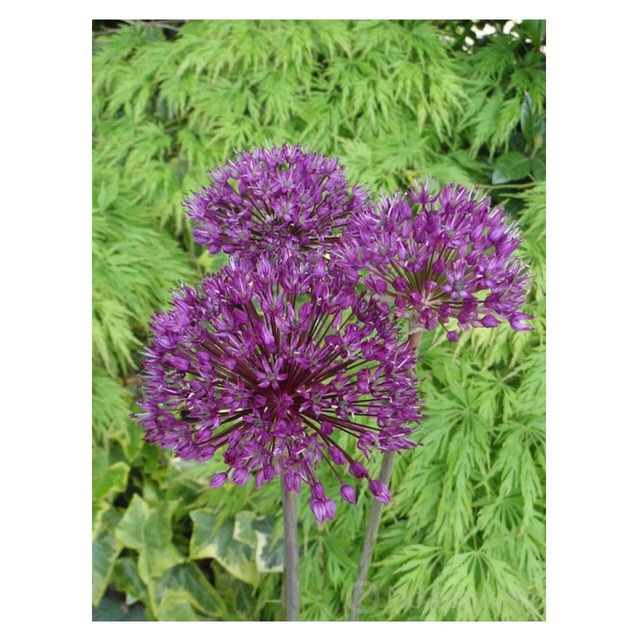 ＜BULBS＞Allium Hollandicum 'Purple Sensation' ×2