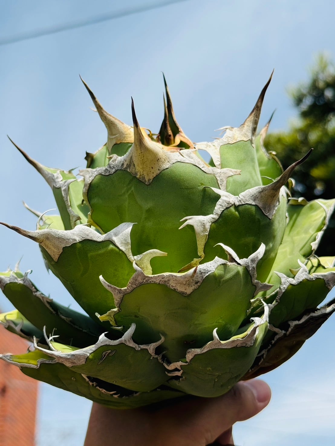 Agave titanota Agave titanota