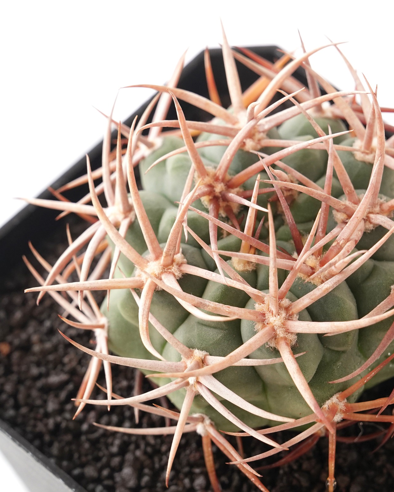 一部発根済カット苗 アンバトエンセ （フェロシオール） L Gymnocalycium ambatoense