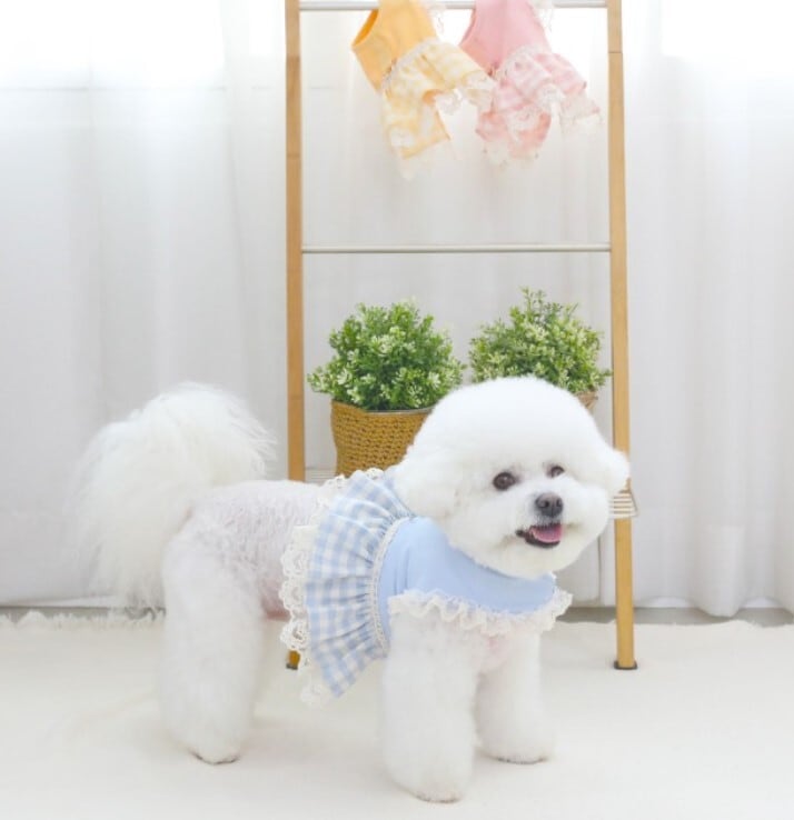 予約【ritogato】Happy Hour Harness  (Blue)