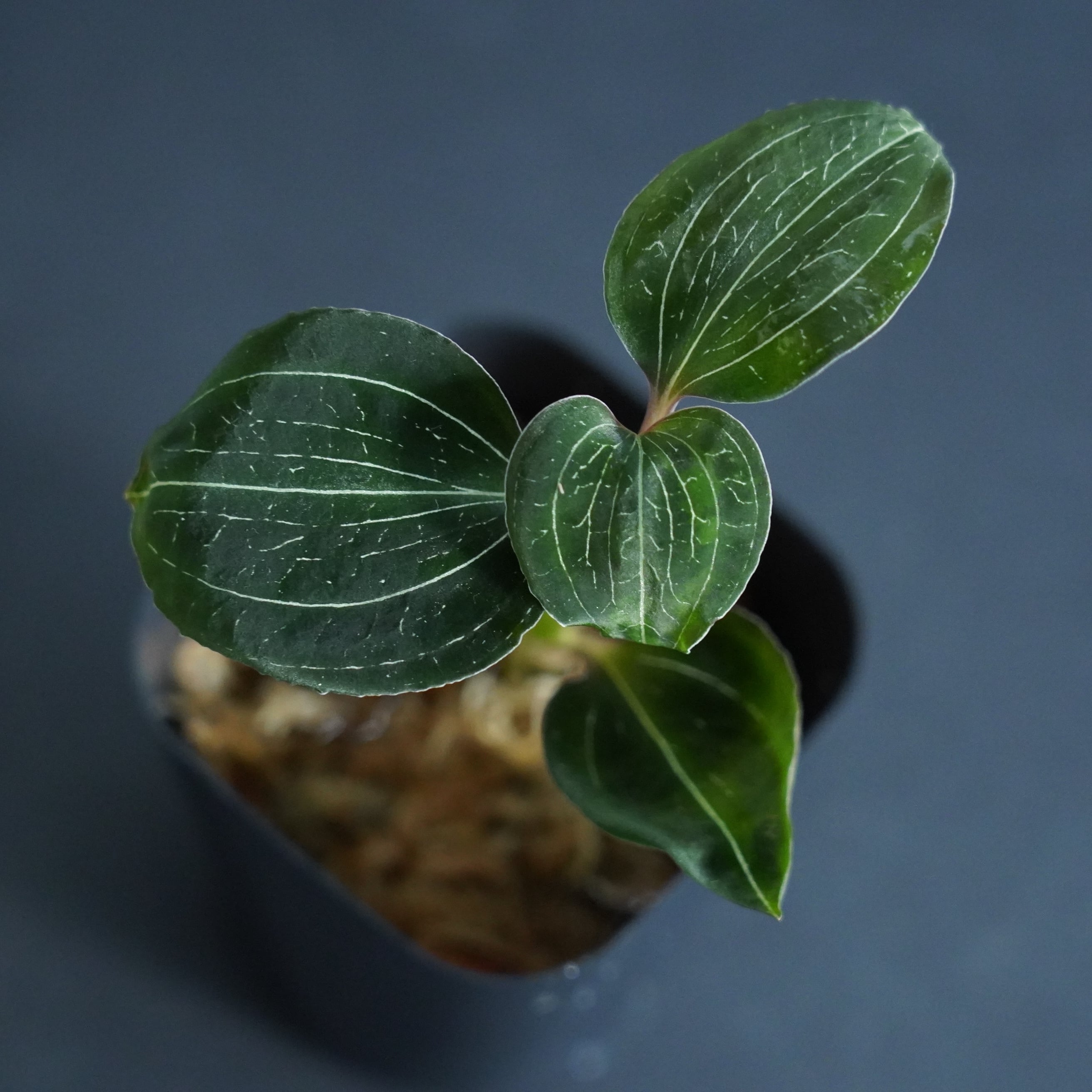 ◇現品◇アネクトキルスsp. Black Type【ジュエルオーキッド宝石蘭