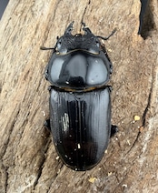 《オオクワガタ 能勢SR血統 81mm ペア》