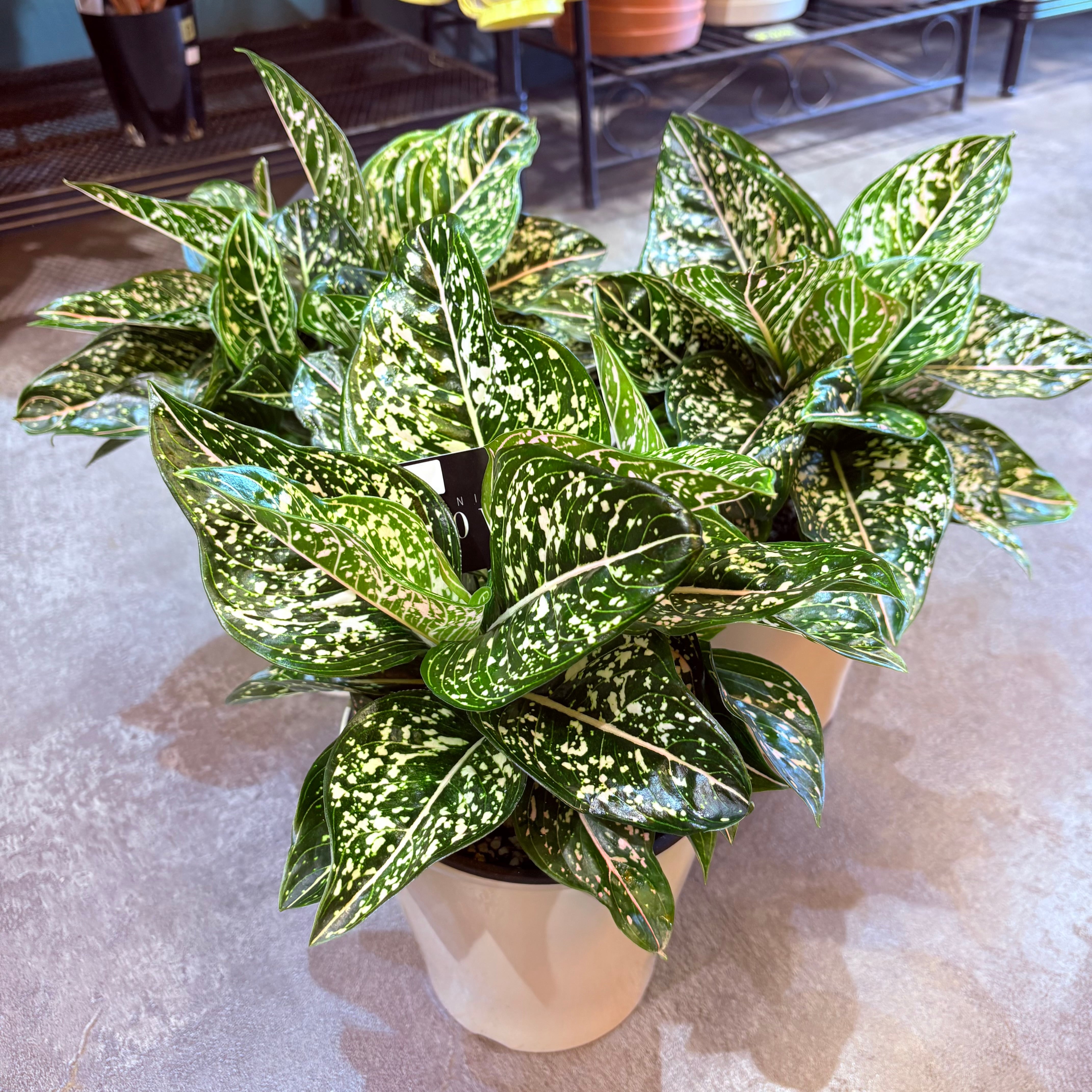 アグラオネマ トムズプライド 5号【荒木植物園さん】 | Green Vibes