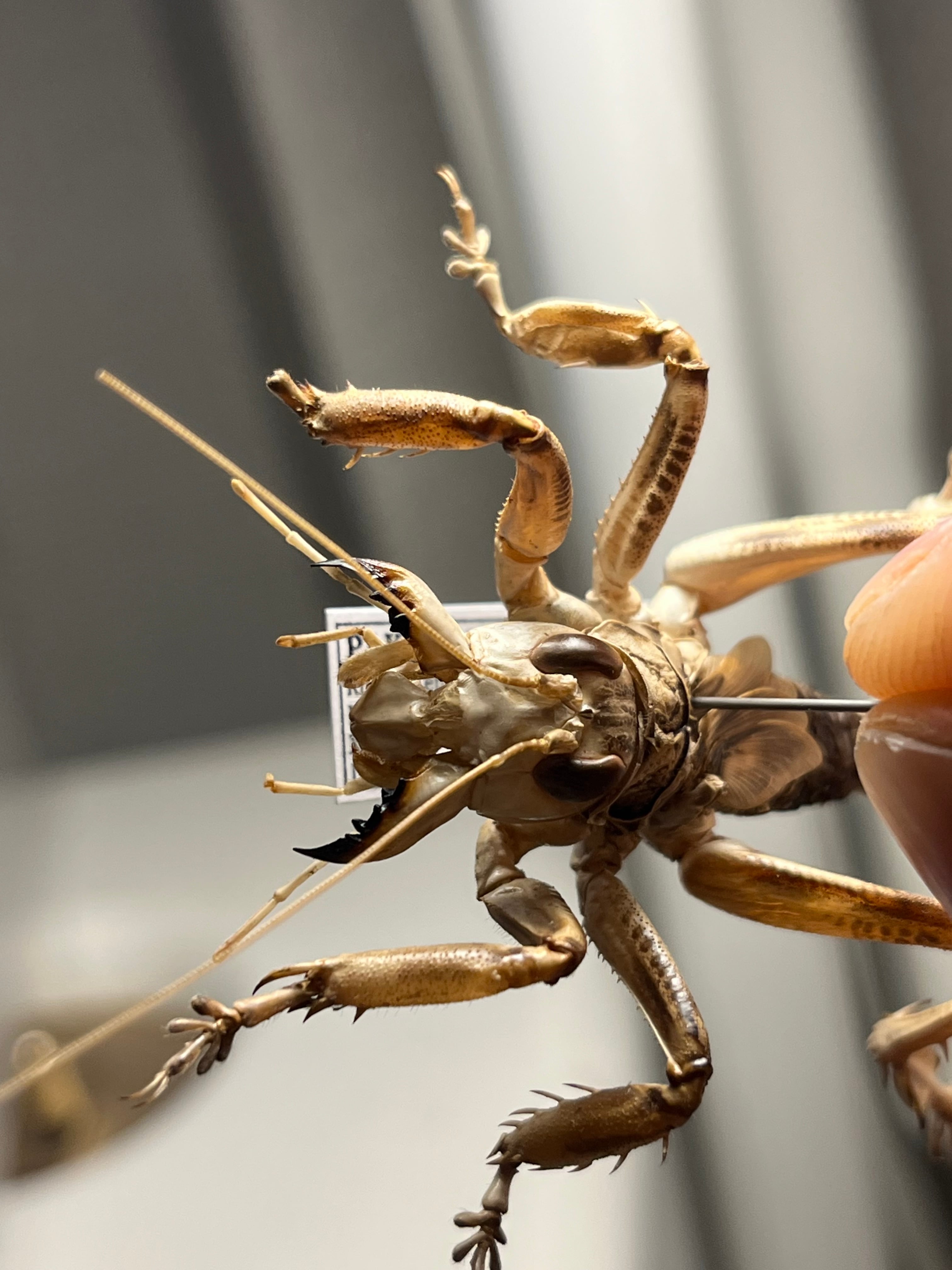 マキバネコロギス 昆虫標本バッタ キリギリスコロギスリオック直翅類